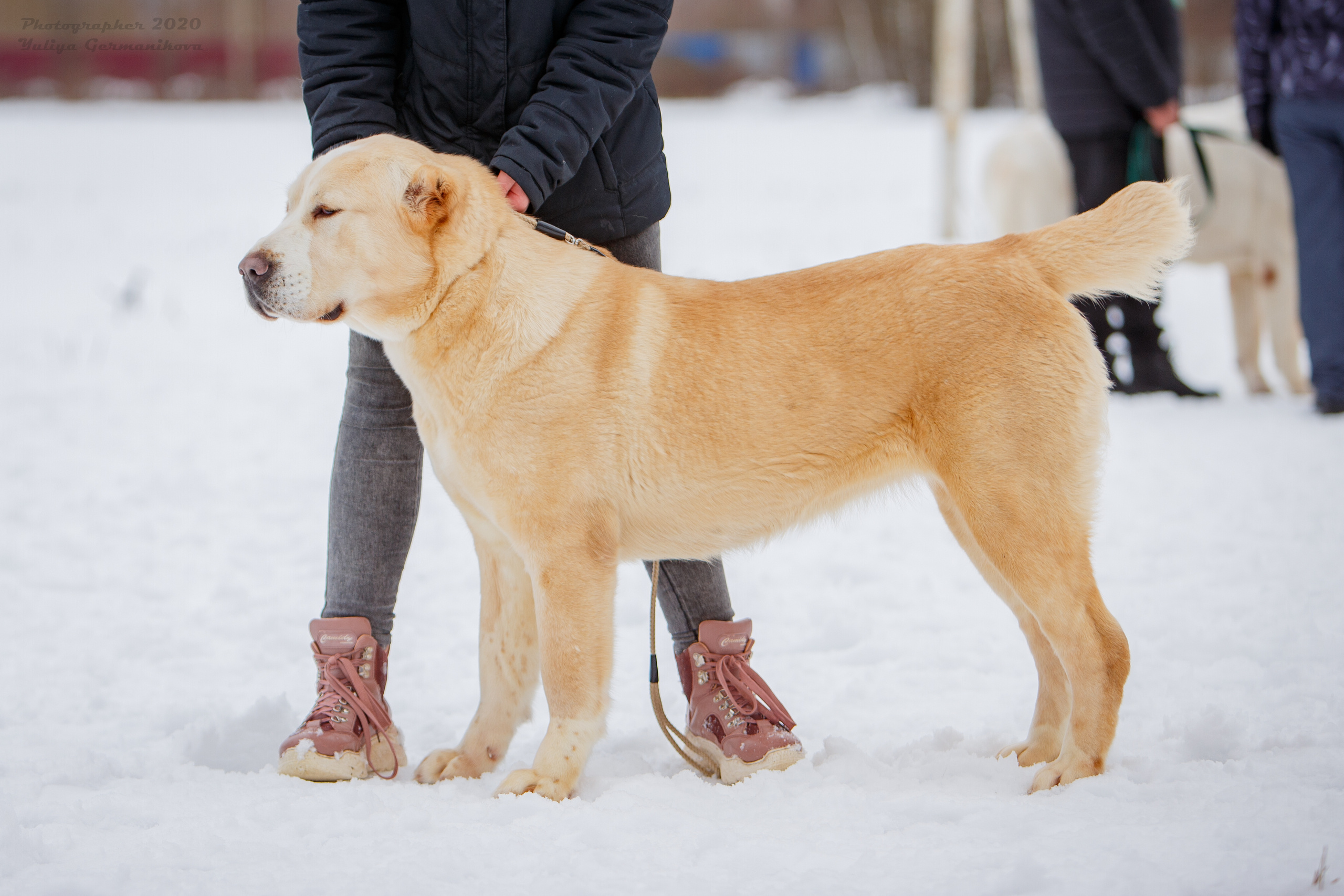 Монопородные выставки. Фотограф-анималист Юлия Германика