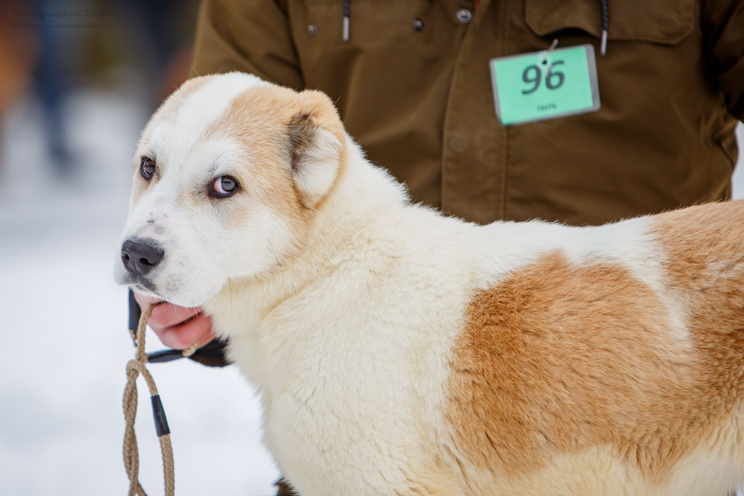 Монопородные выставки. Фотограф-анималист Юлия Германика