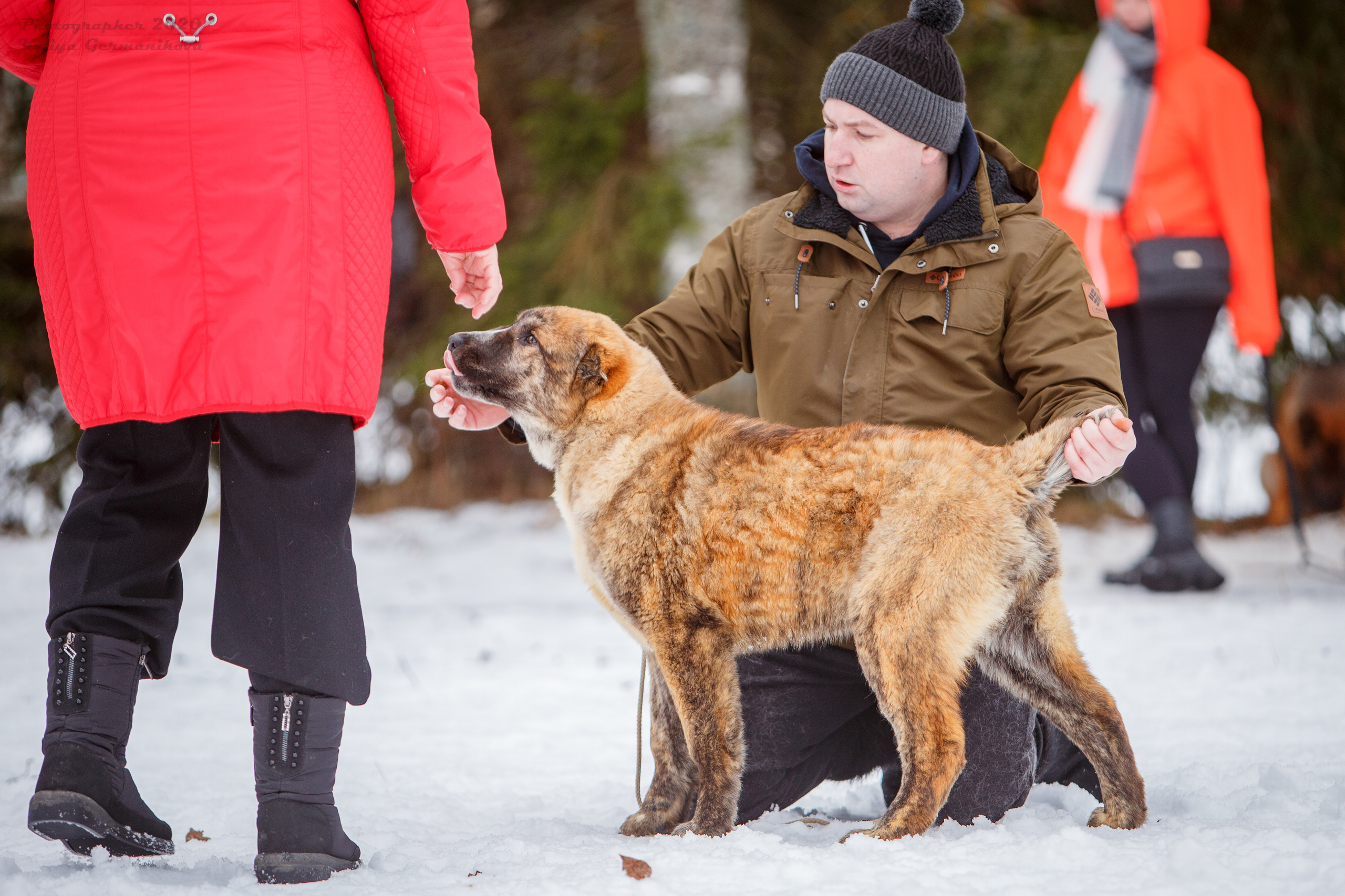 Монопородные выставки. Фотограф-анималист Юлия Германика