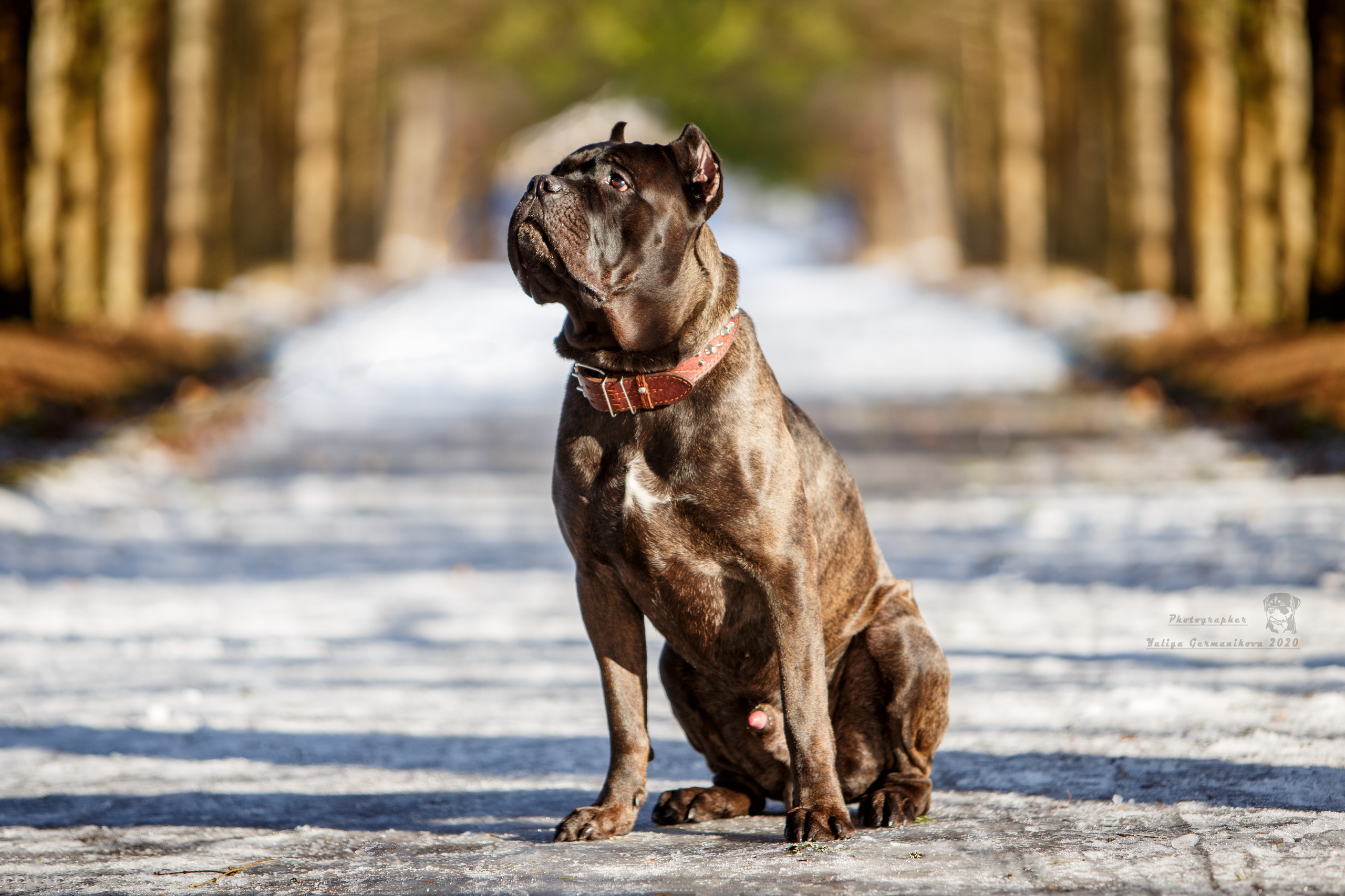 Свободная съемка. Фотограф-анималист Юлия Германика