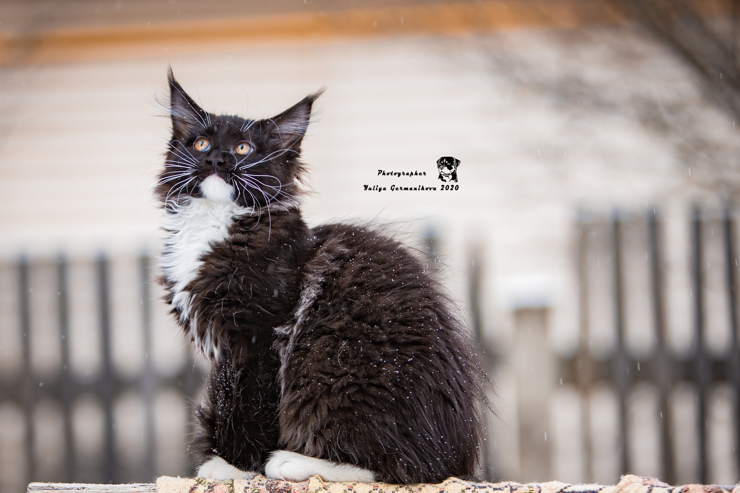 Съёмки щенков и котят. Фотограф-анималист Юлия Германика
