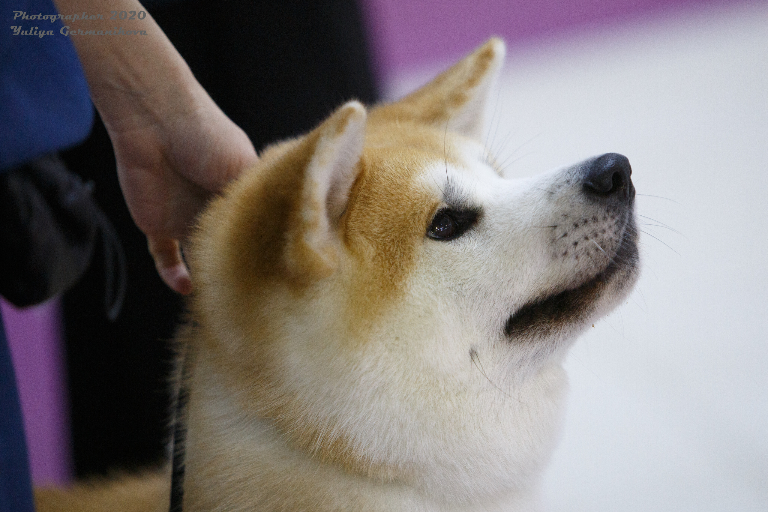 Чайна-Таун 2021. Фотограф-анималист Юлия Германика