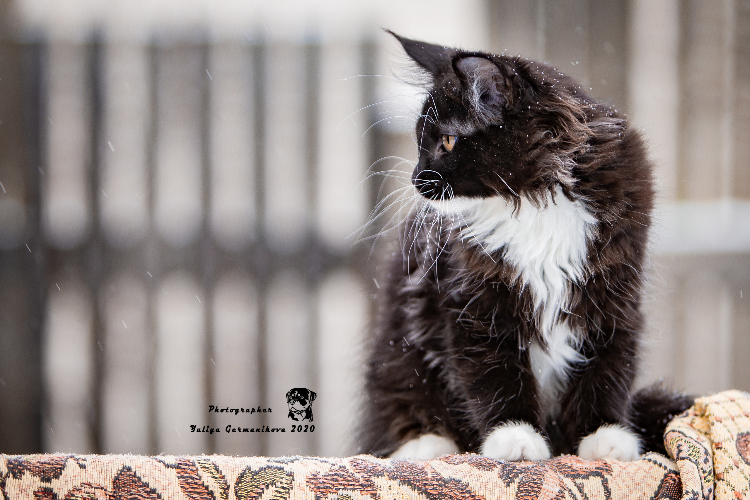 Съёмки щенков и котят. Фотограф-анималист Юлия Германика