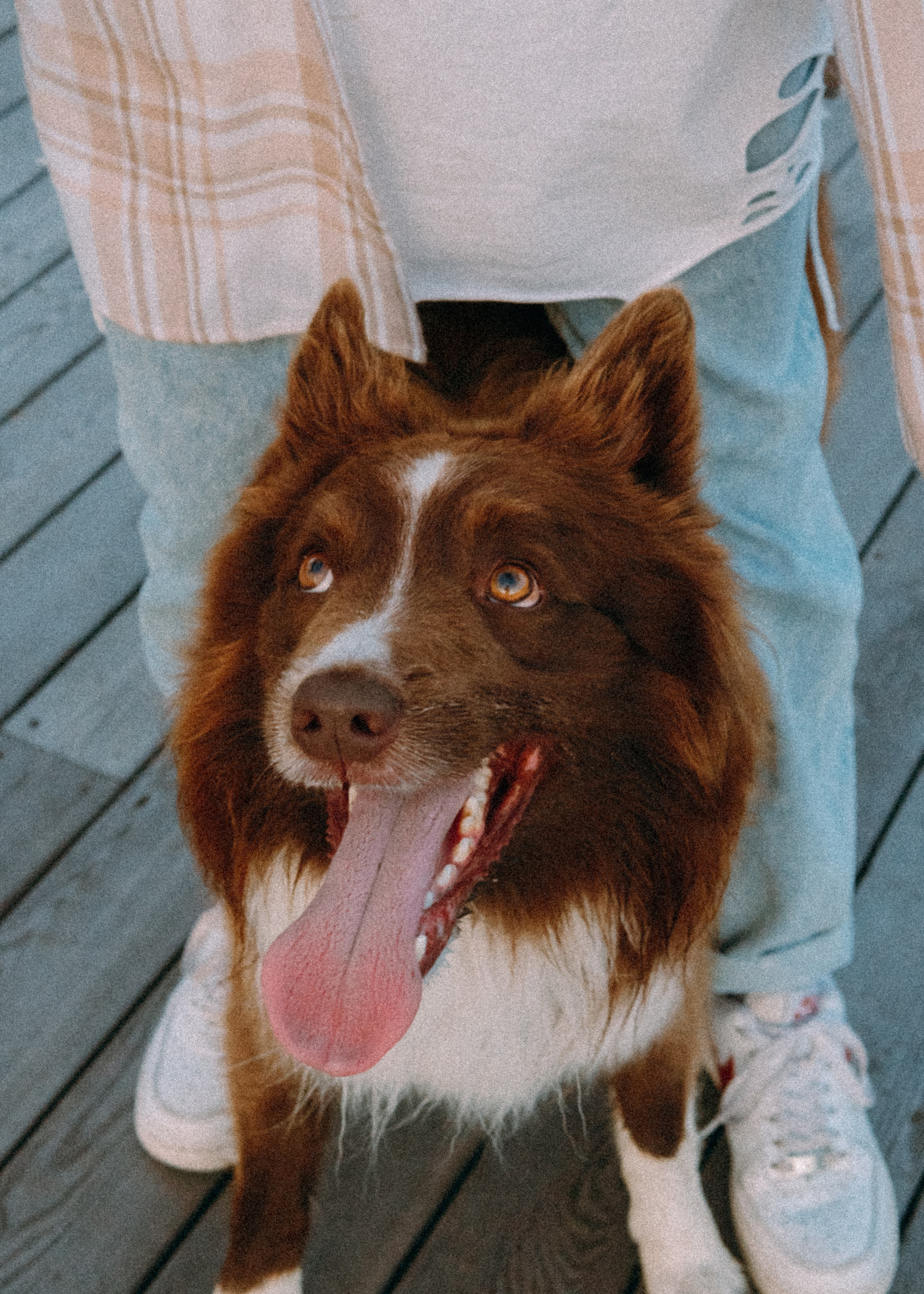 Виолетта, Лила и Питер. Фотограф-анималист Ксения Воробьева, Москва