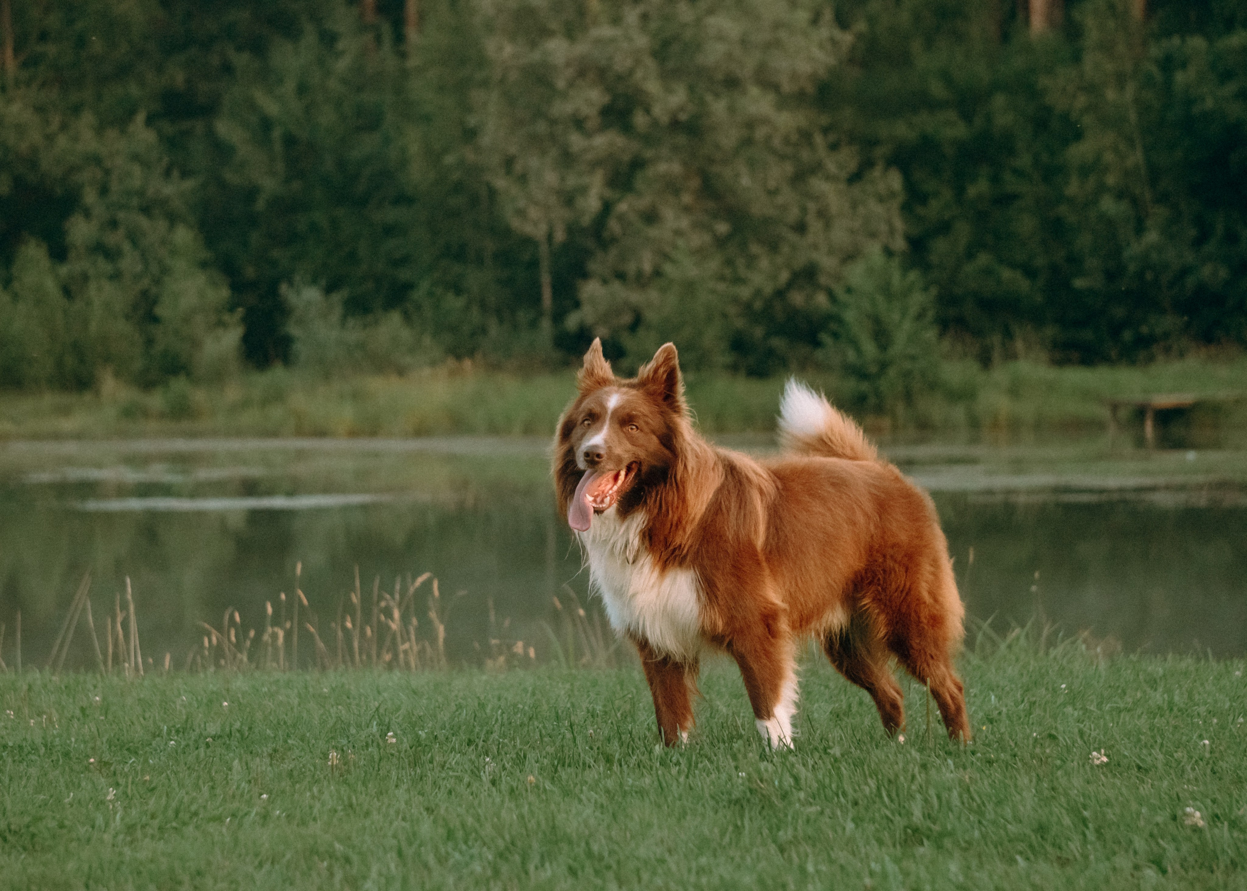 Виолетта, Лила и Питер. Фотограф-анималист Ксения Воробьева, Москва
