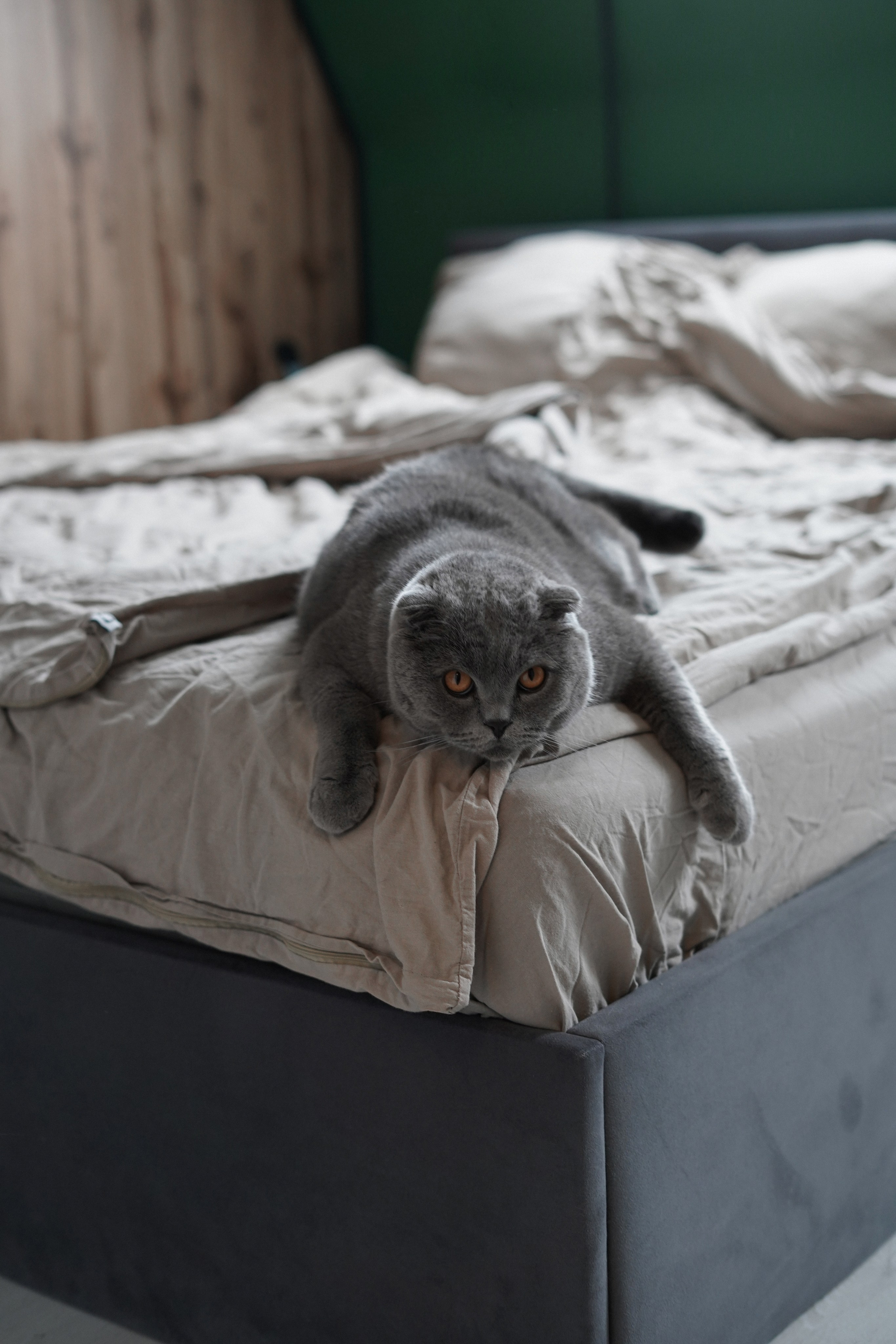 Алиса. Свадебный и портретный фотограф в Санкт-Петербурге Софья Каркачева