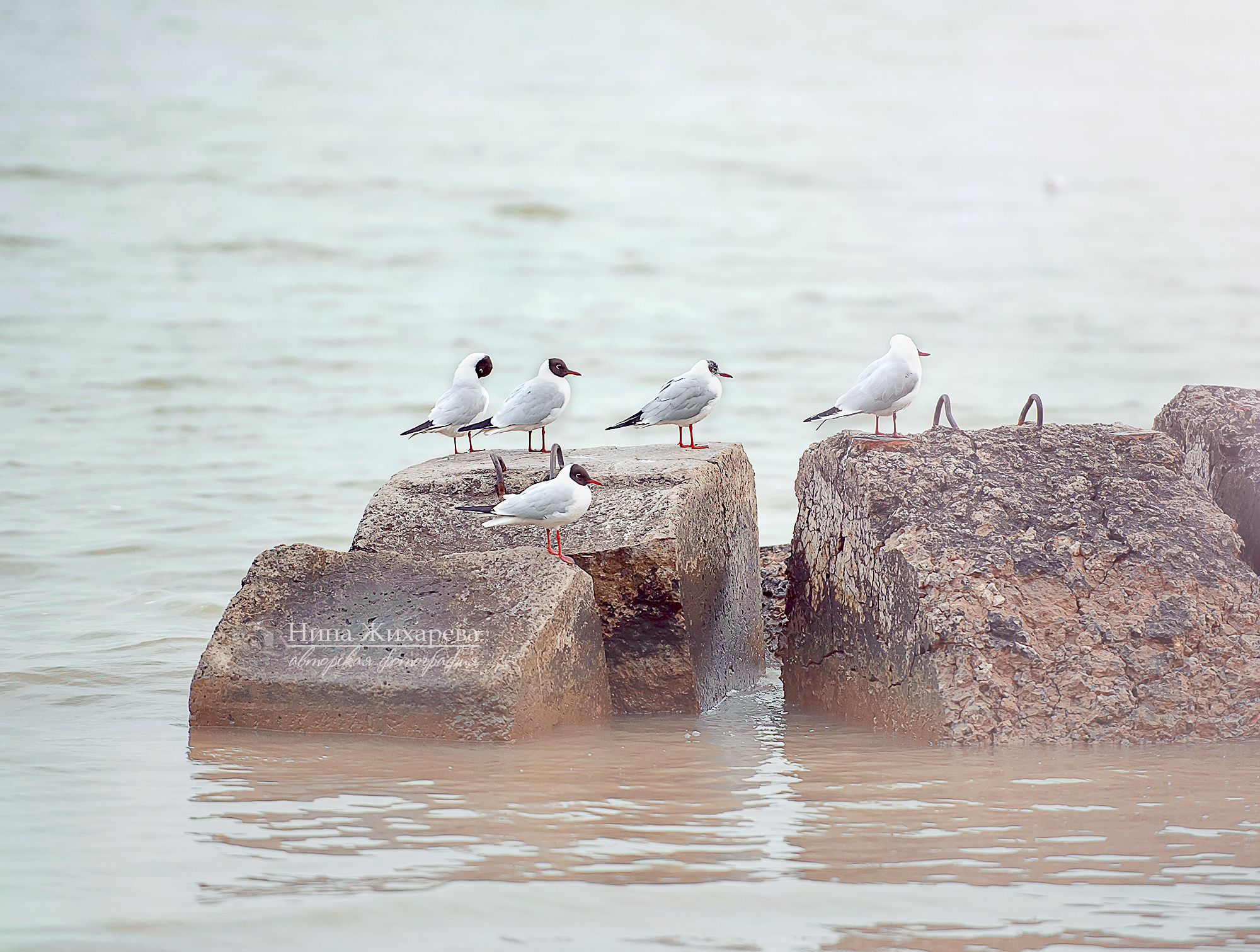 Семья Пленэр