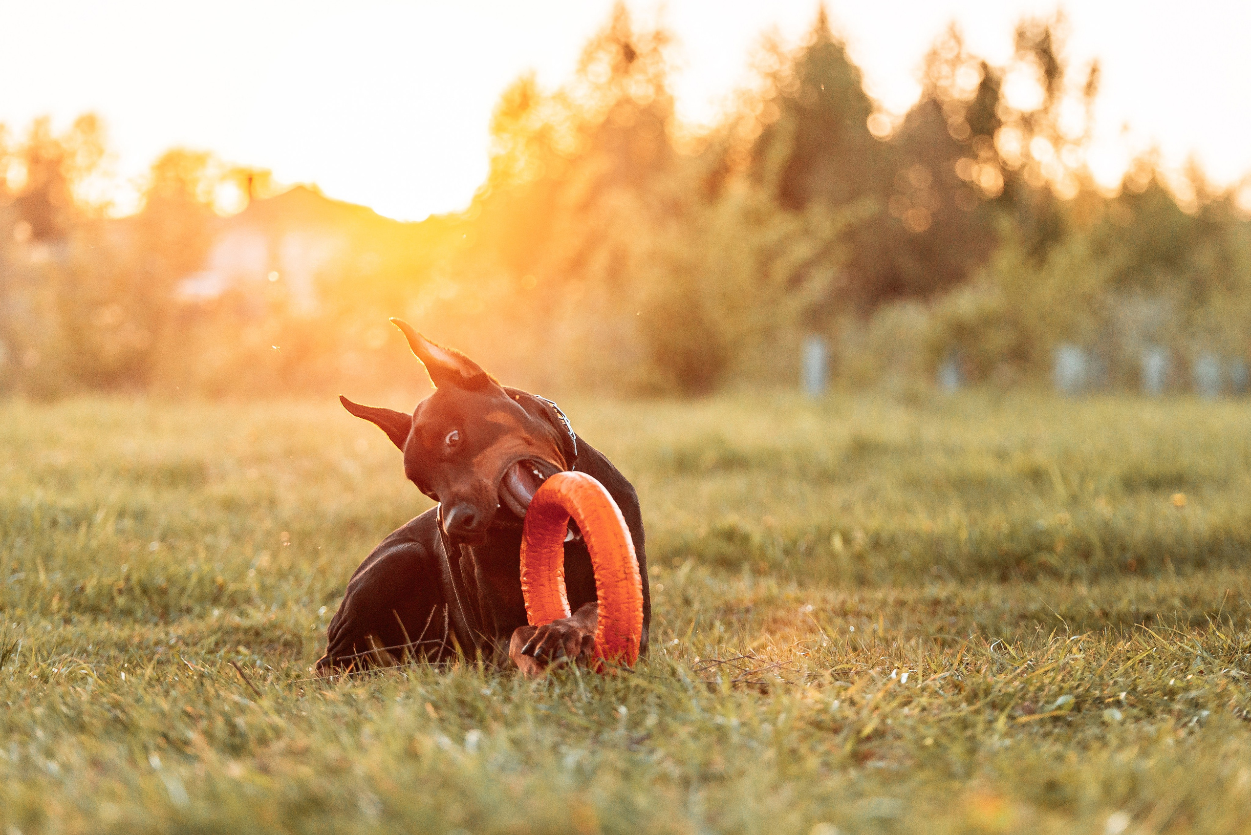 Юля, Андрей и Арес. Фотограф-анималист Анастасия Парфенова|Екатеринбург