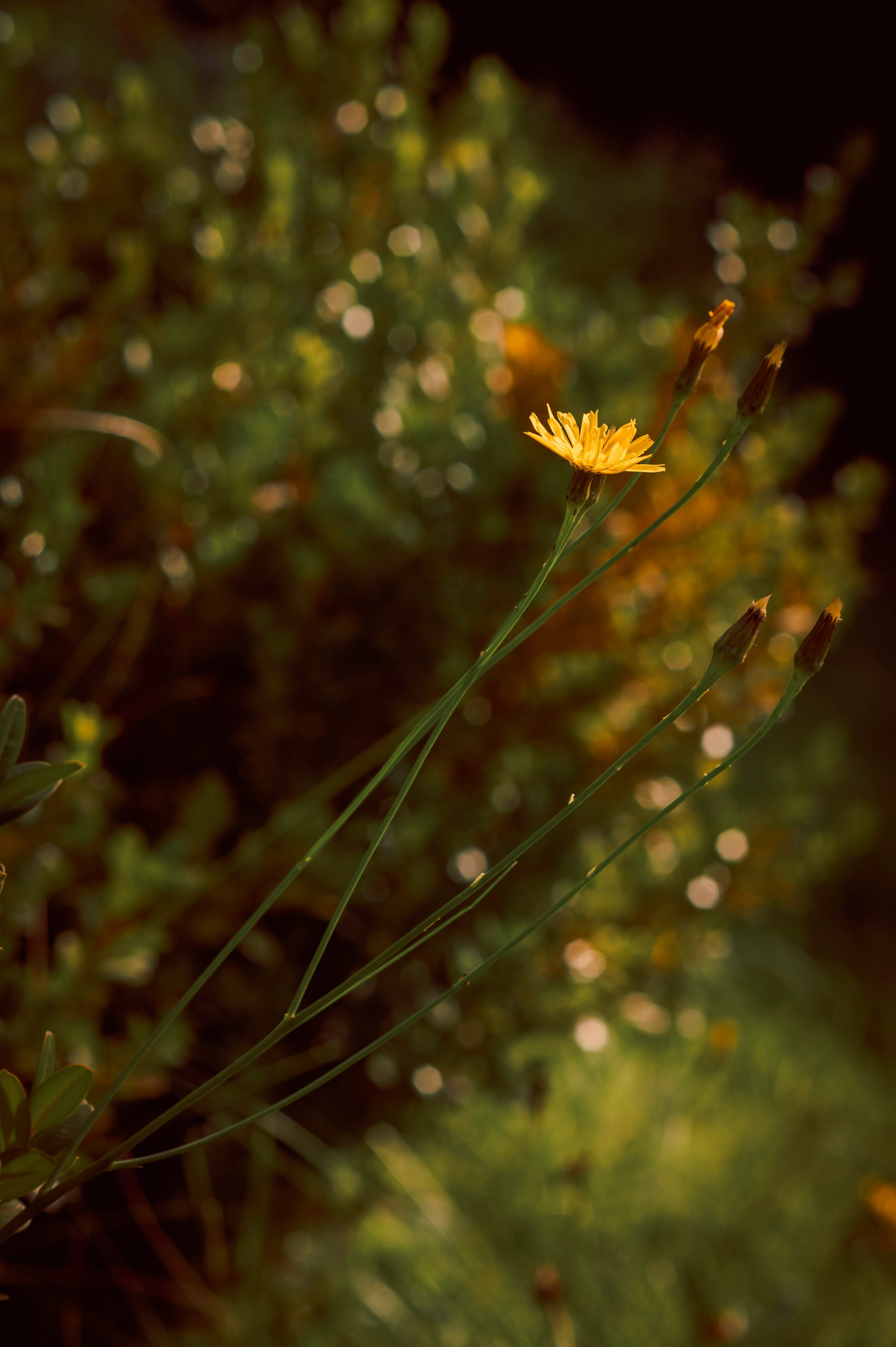 Осень во всей красе. Анна Боровикова, фотограф Пушкино