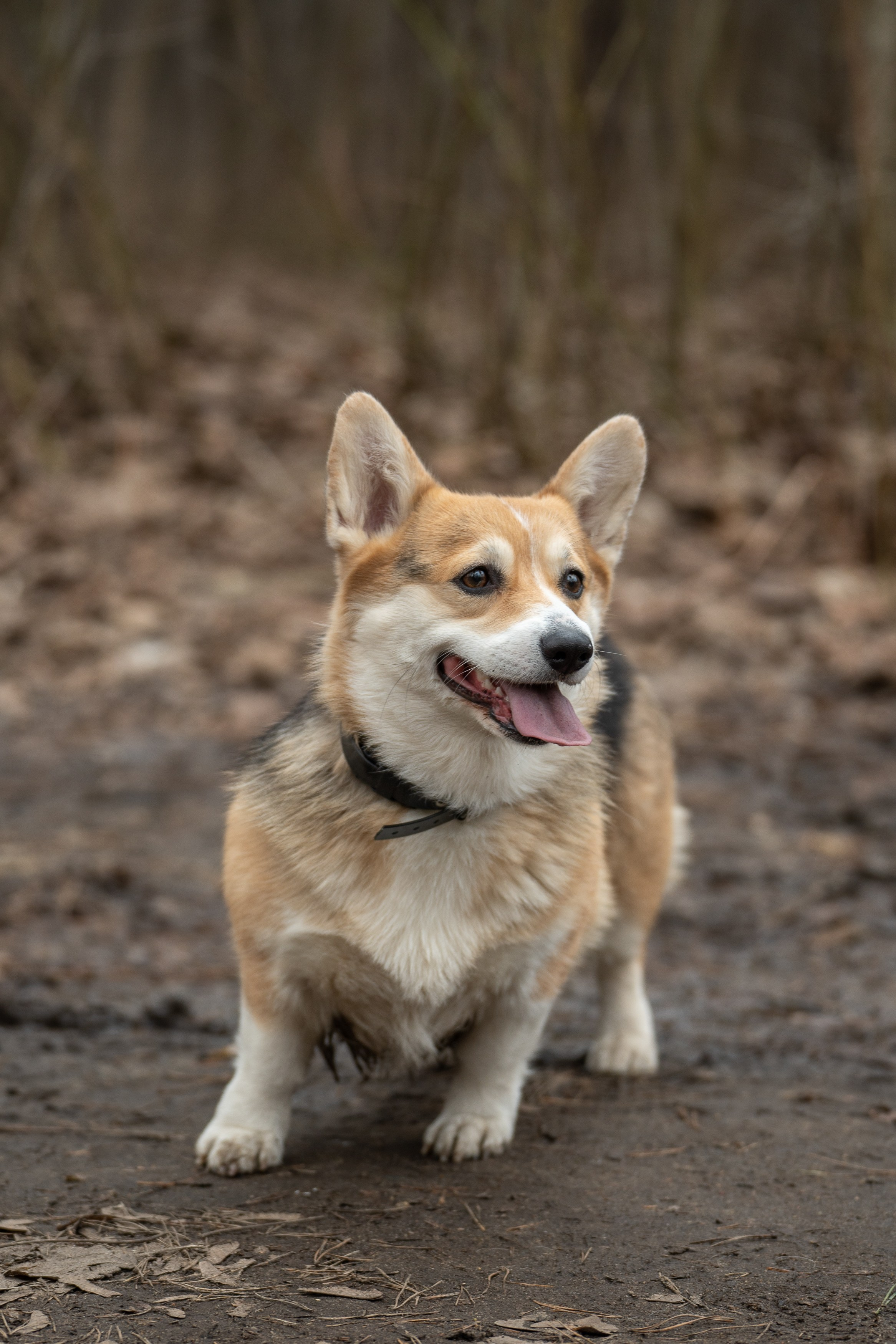 Анимализм. Портретный фотограф Олеся Владимирова в Москве