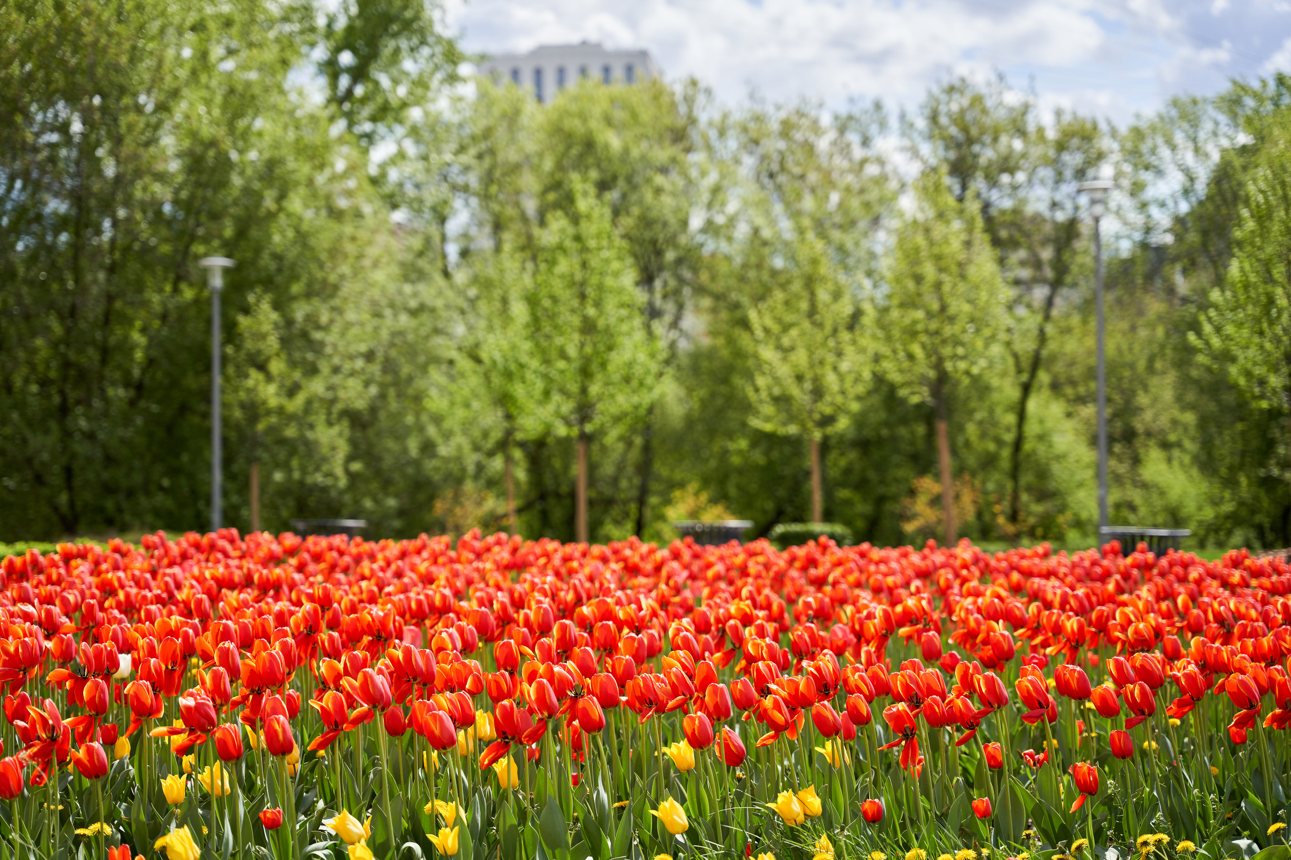 Красные тюльпаны расцвели в Москве