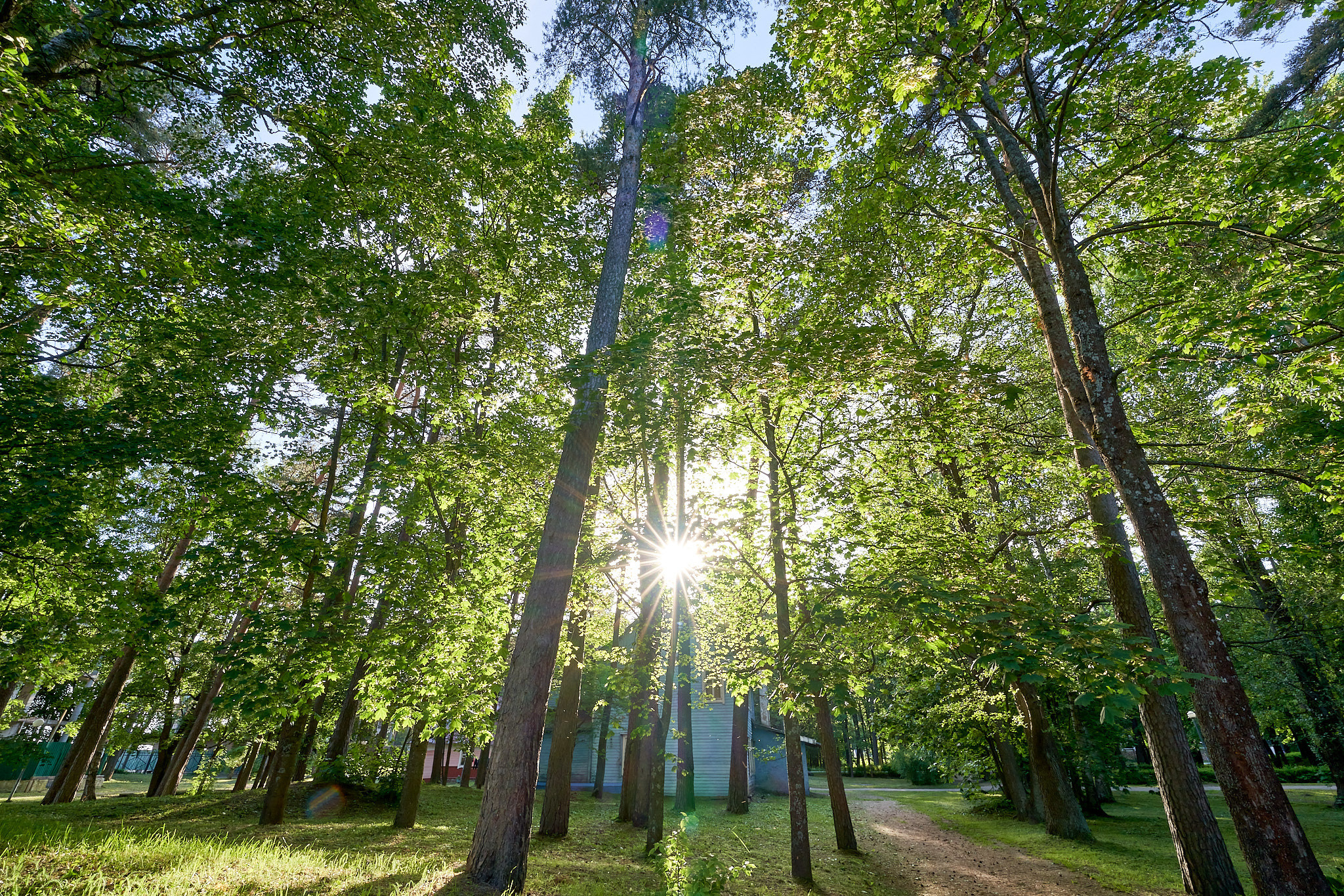 Солнце в парке Зеленогорска под Питером