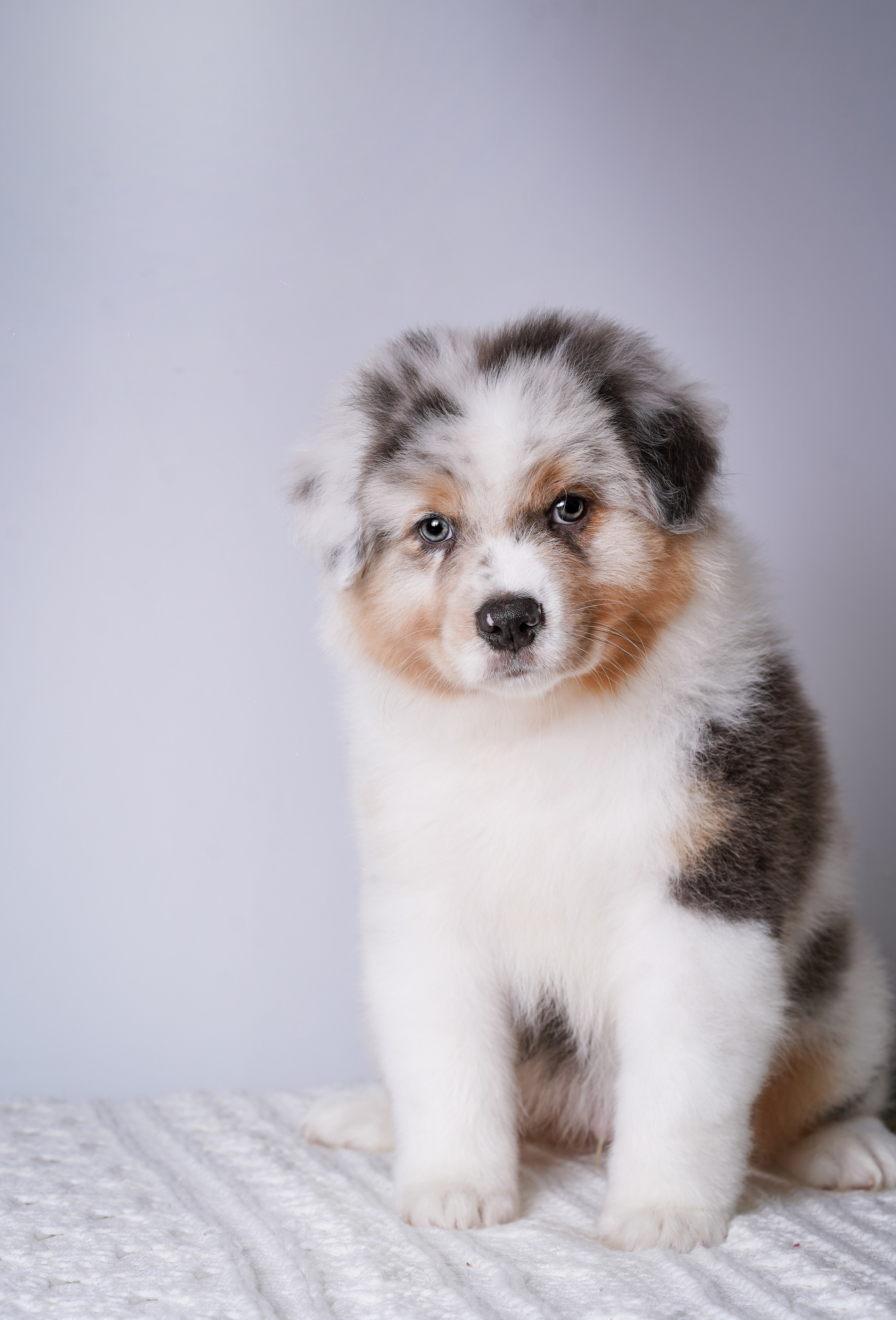 Щенки аусси. Фотограф-анималист в Санкт-Петербурге Яна Мартынова