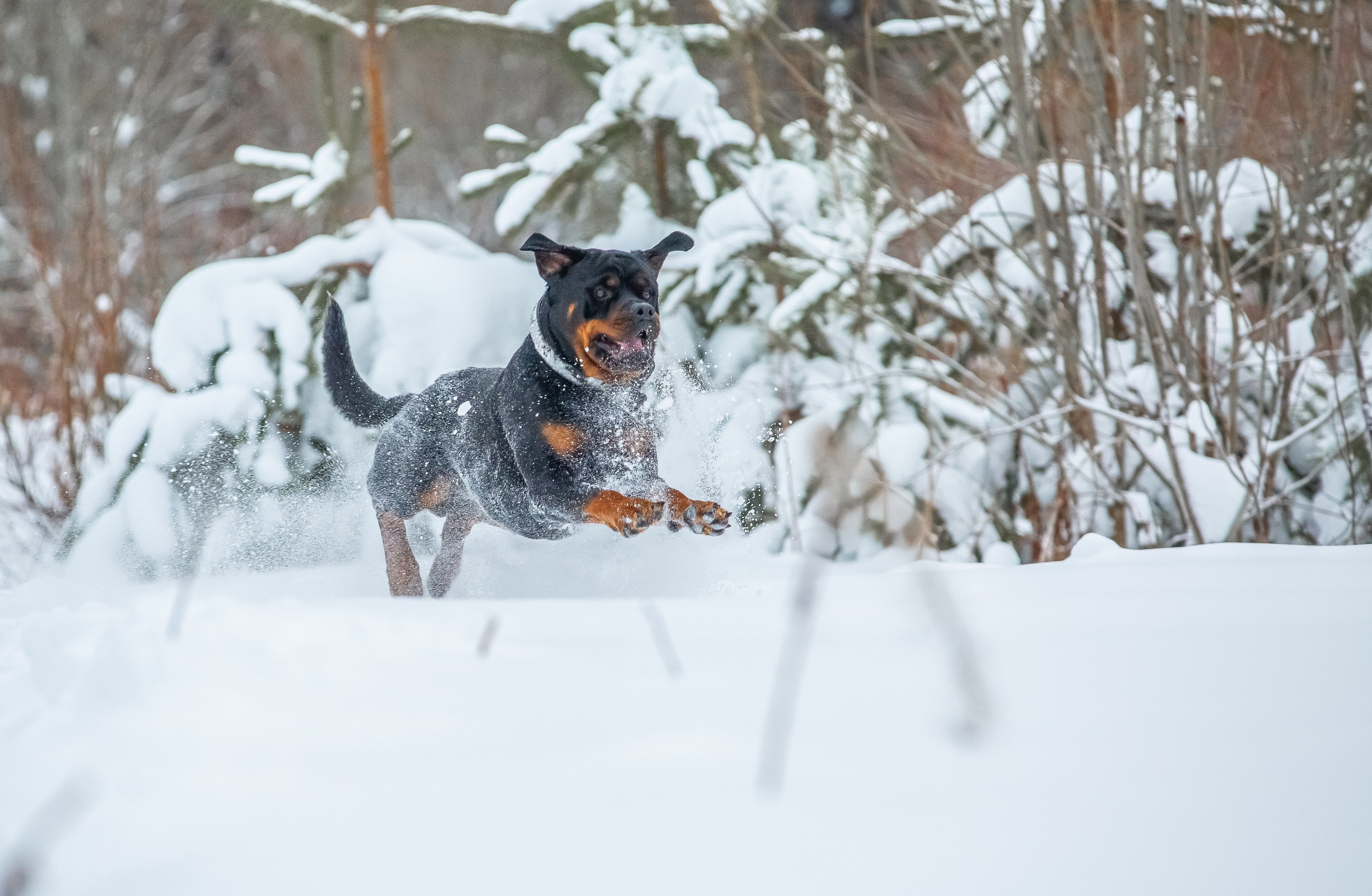 Животные. Авторские туры с профессиональным фотографом