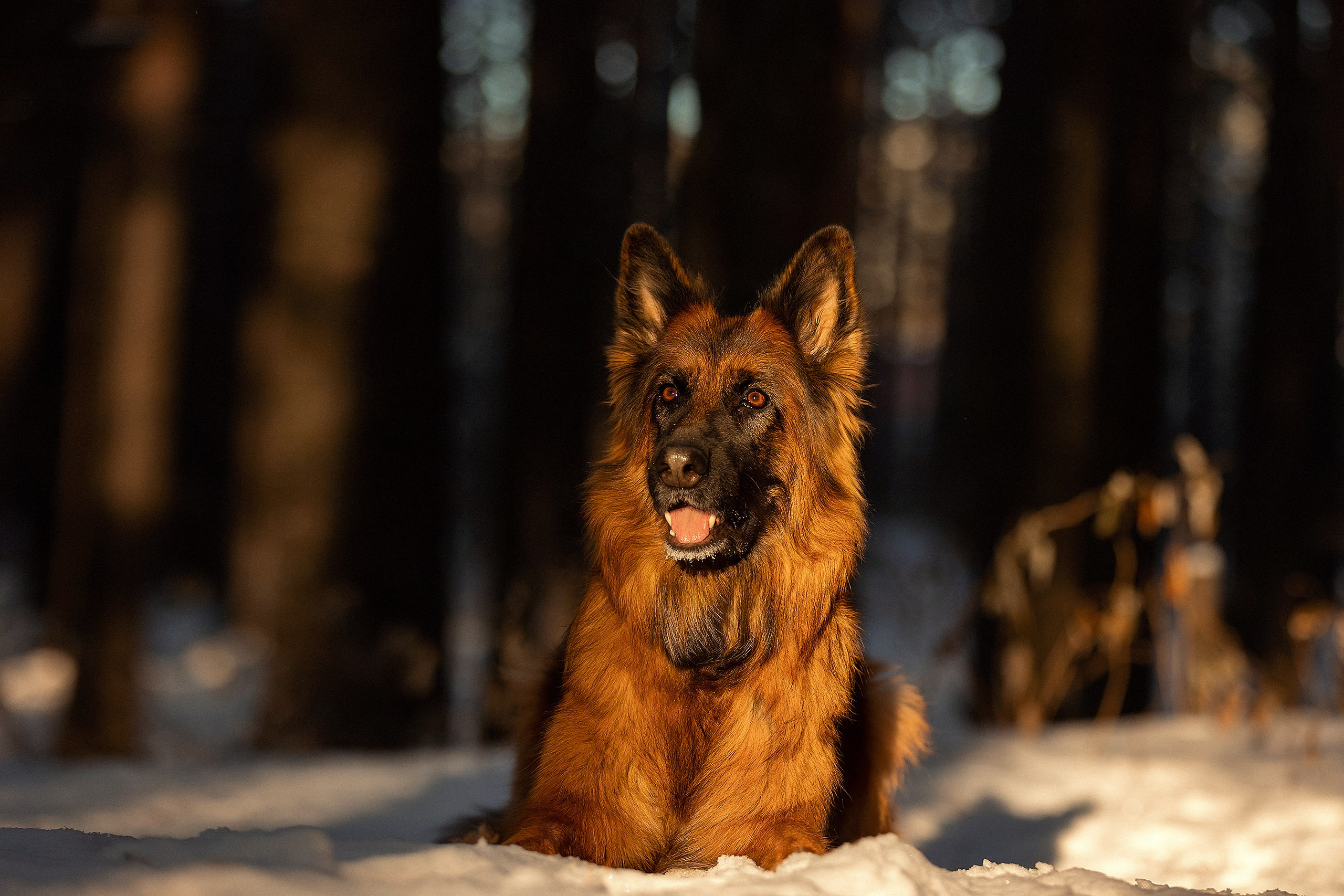 Собаки. Конный фотограф Валынкина Лера