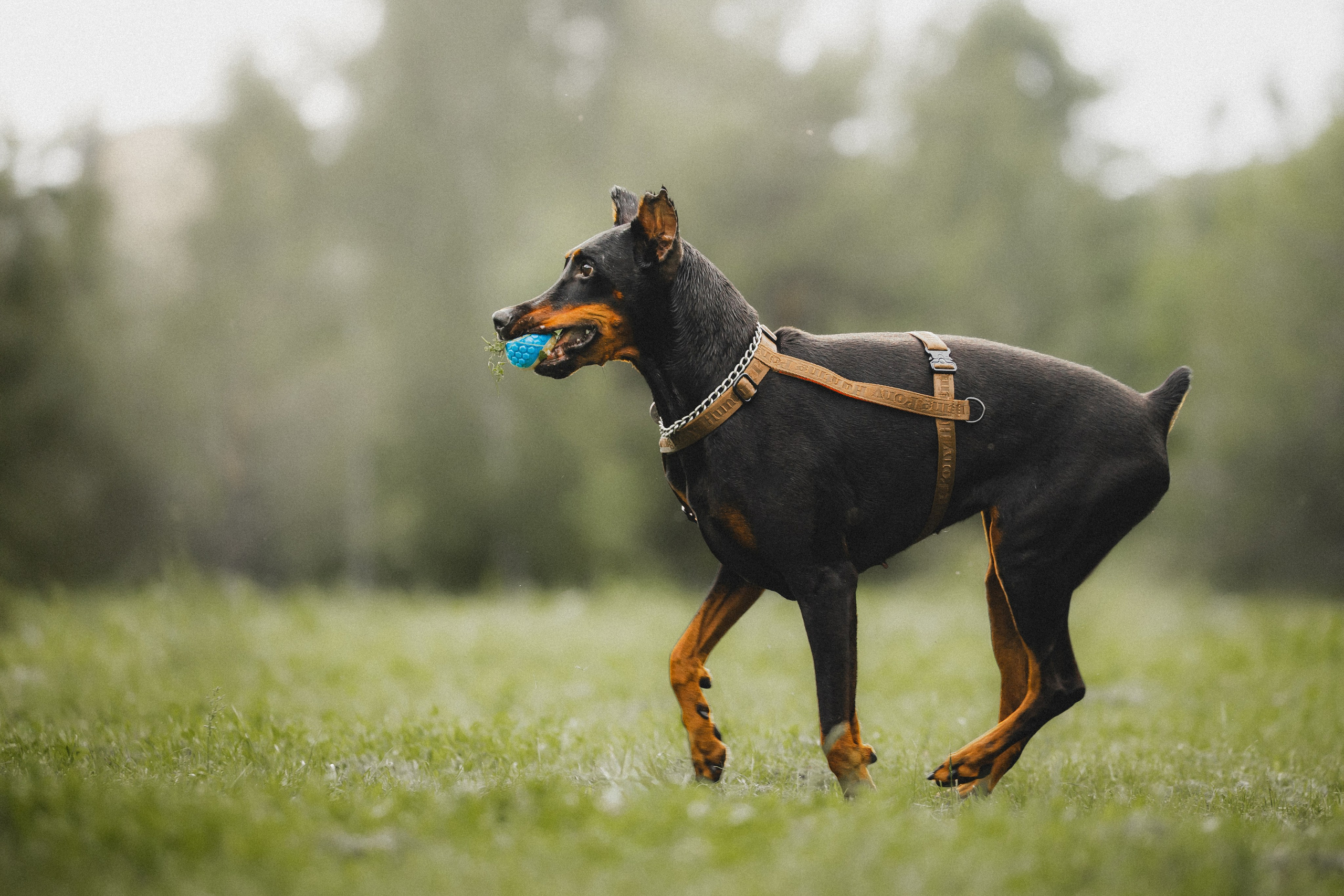 Паша, Хайди и Тея