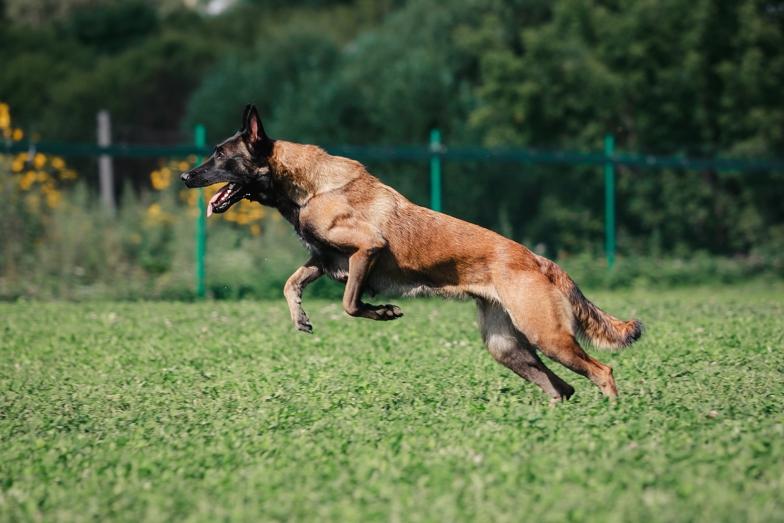 Мондьоринг М1, М2, М3, Вологда. Фотограф-анималист Mary Mart — Москва, Питер