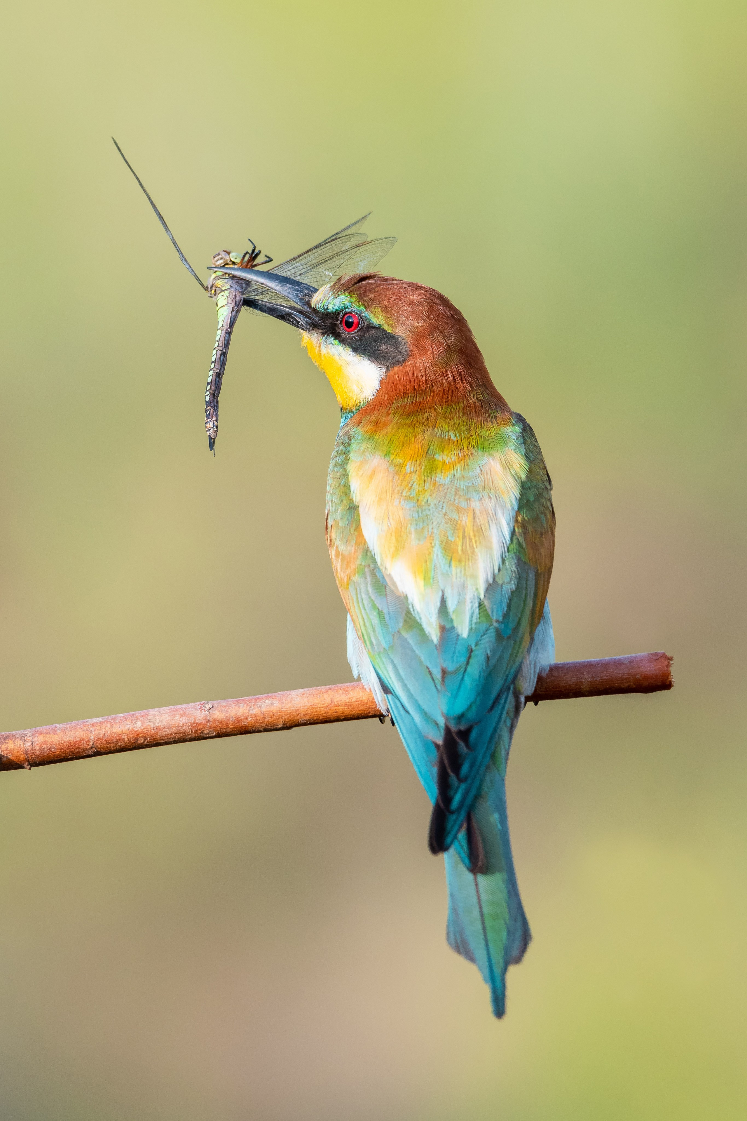 Птицы. Спортивный фотограф в Уфе Евгений Буров