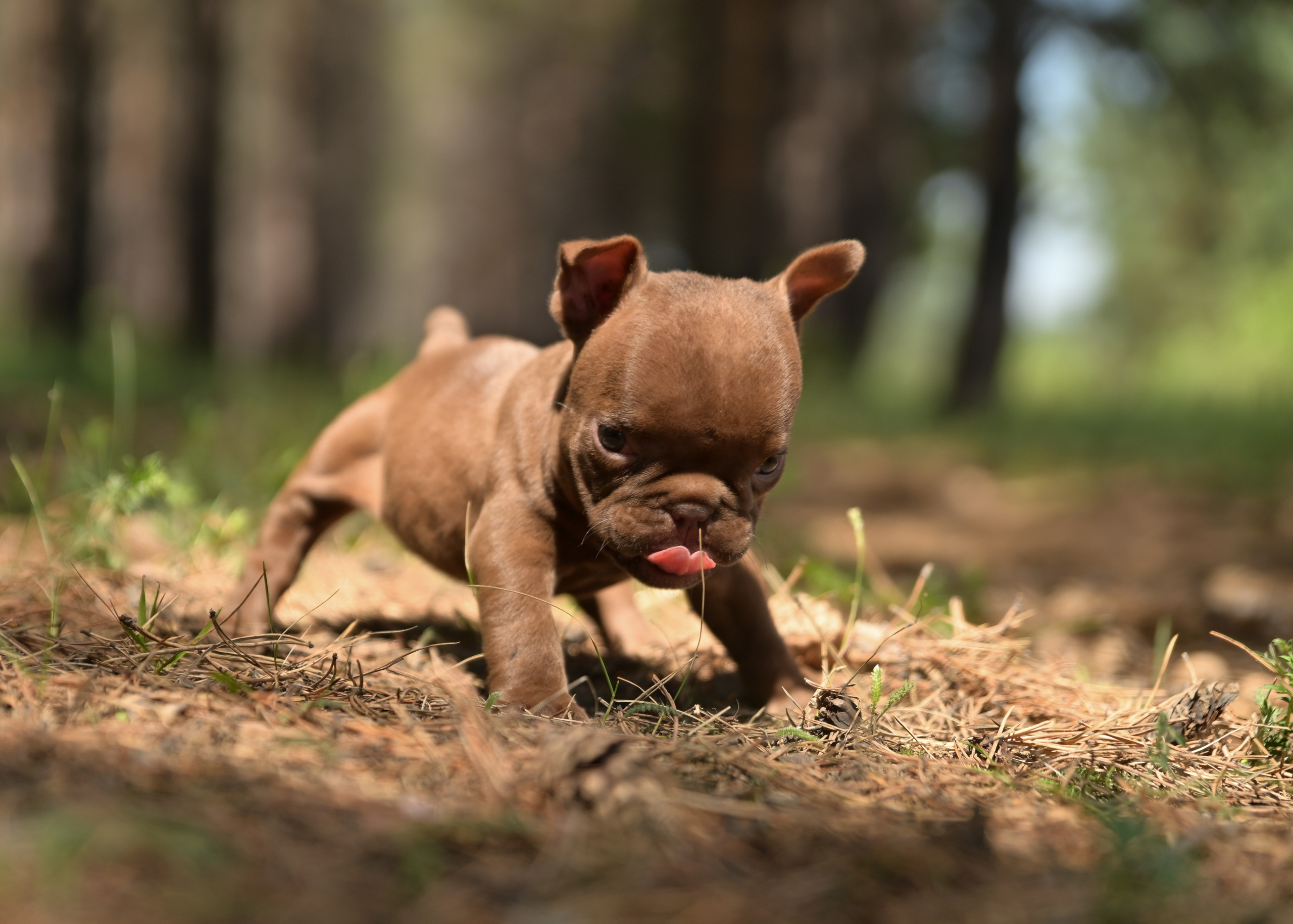 Свободные щенки Американский Булли в Иркутске. Питомник собак Иркутск