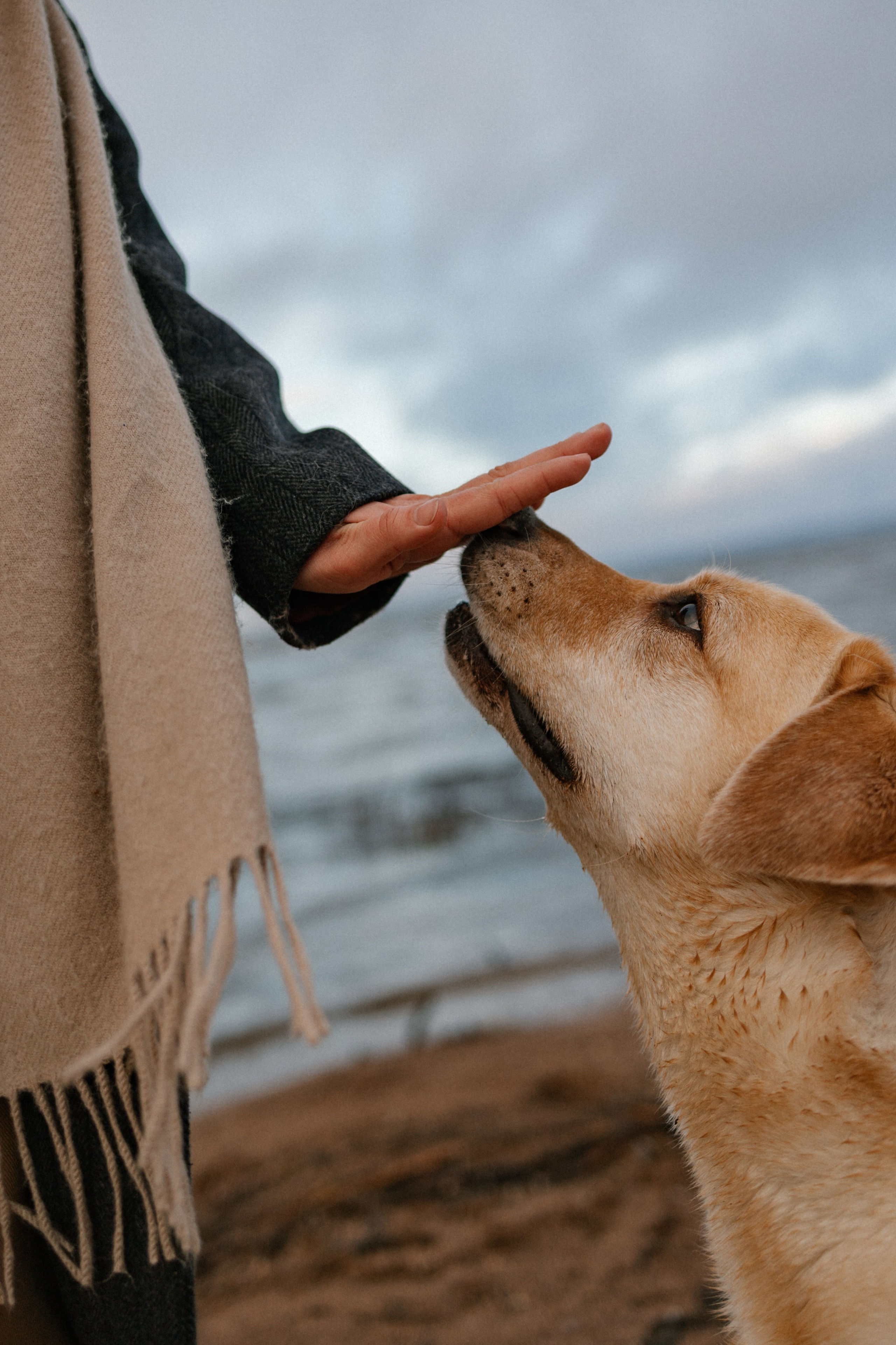 Ирина и Бася. Фотограф — Анималист | Санкт-Петербург
