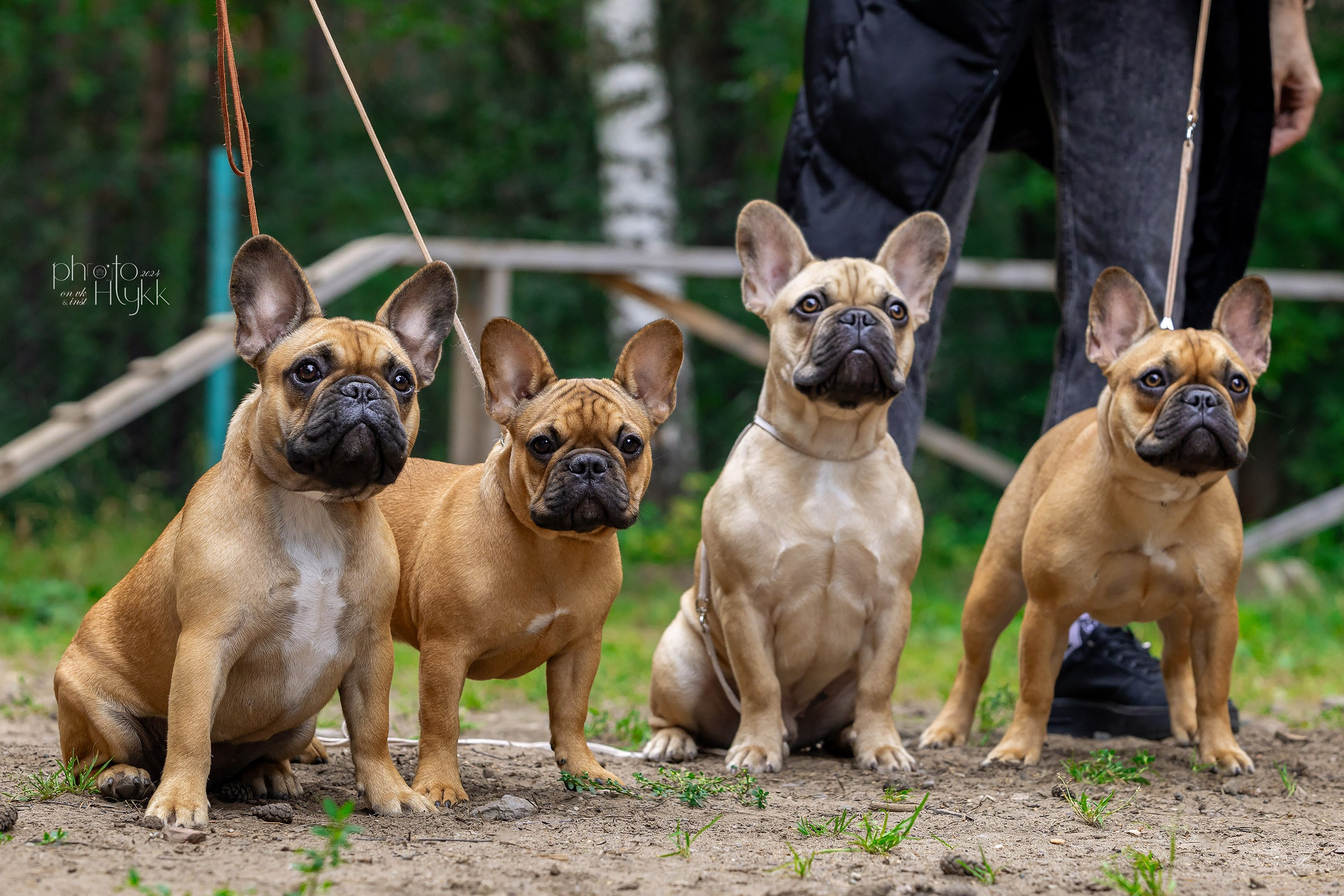 24 августа 2024, Выставка РКФ, г. Пермь. Htykk_photo