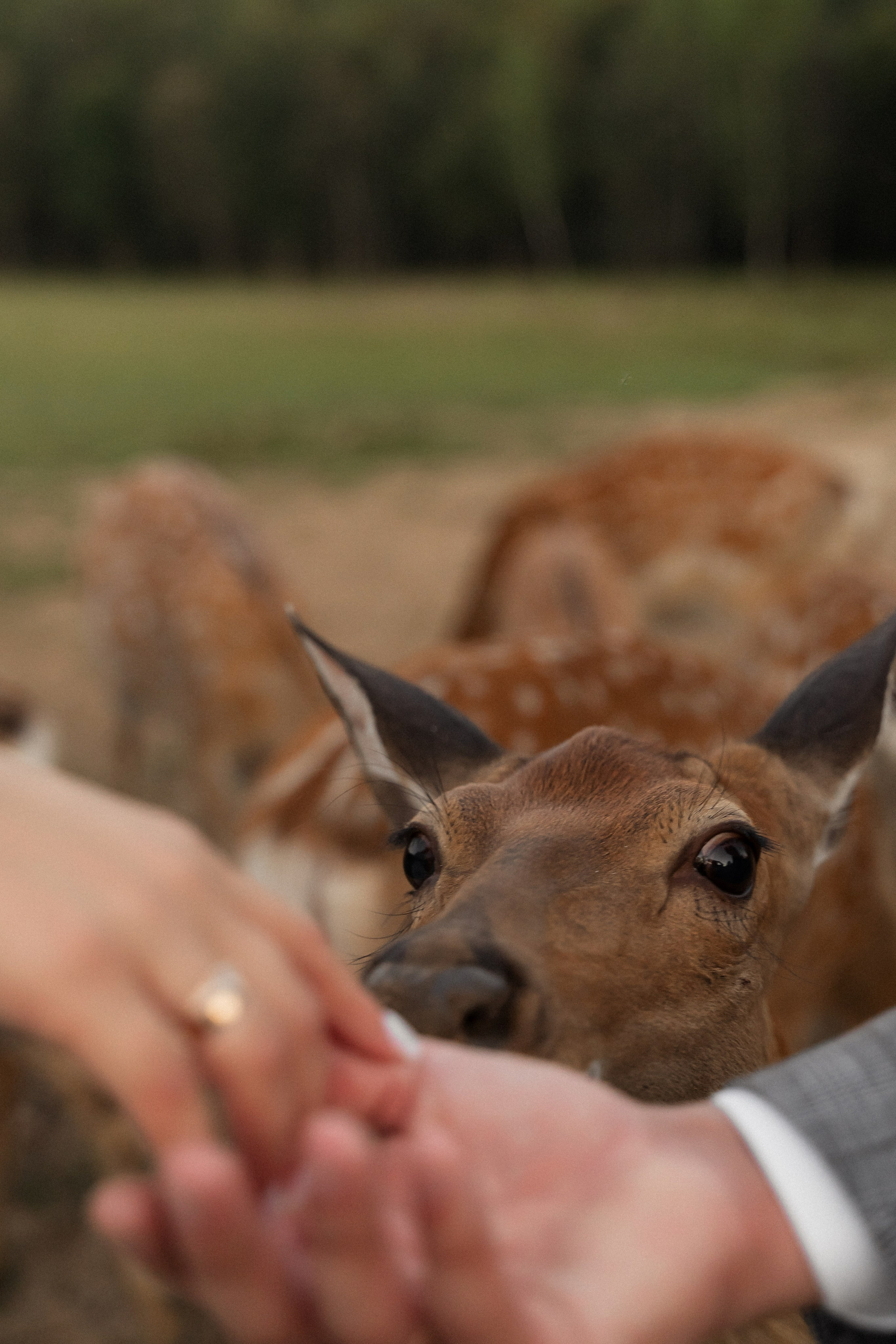 Алина и Сергей. Фотограф Алина Филимонова Тверь