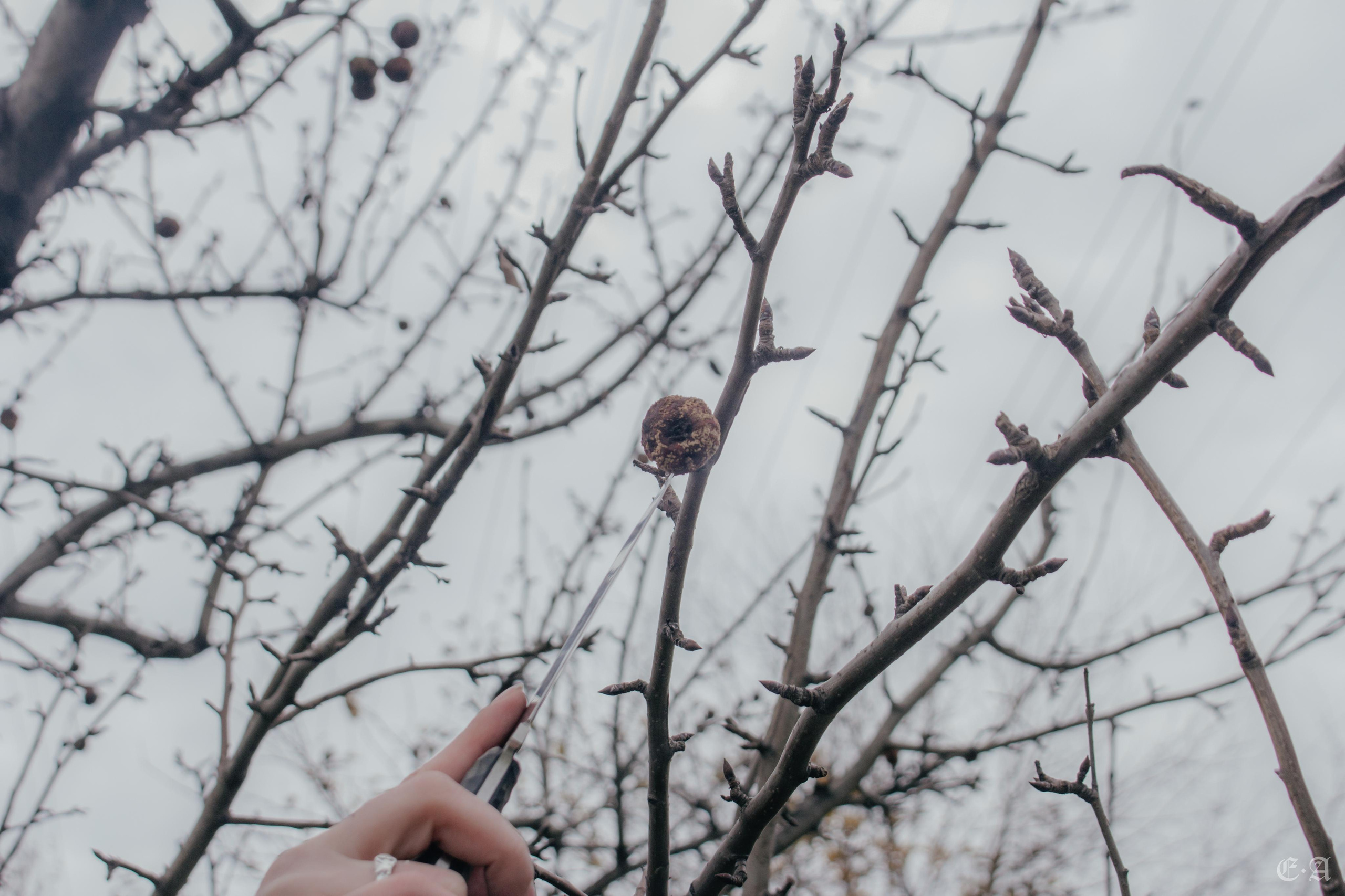 Её величество Хель. Фотограф Ellairen