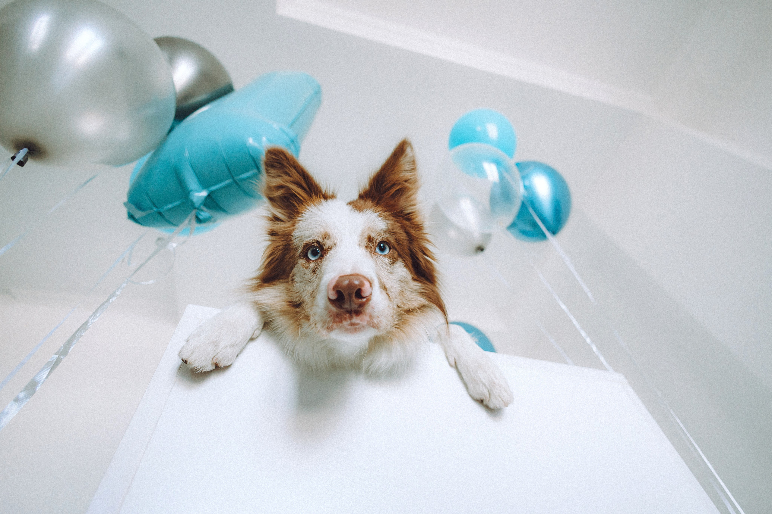 День рождения Айко