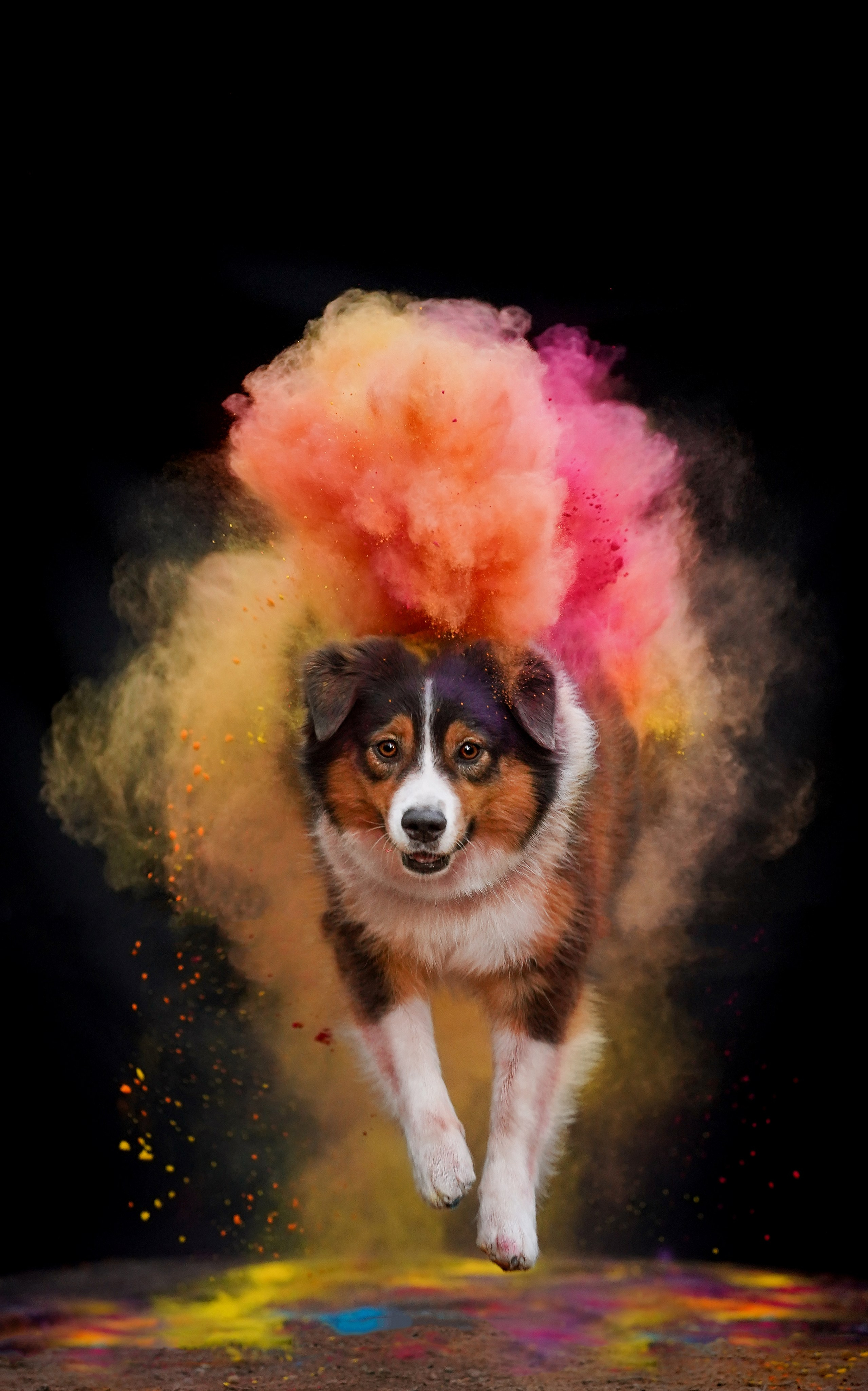 Съемка с красками холли. Фотограф-анималист в Санкт-Петербурге Яна Мартынова