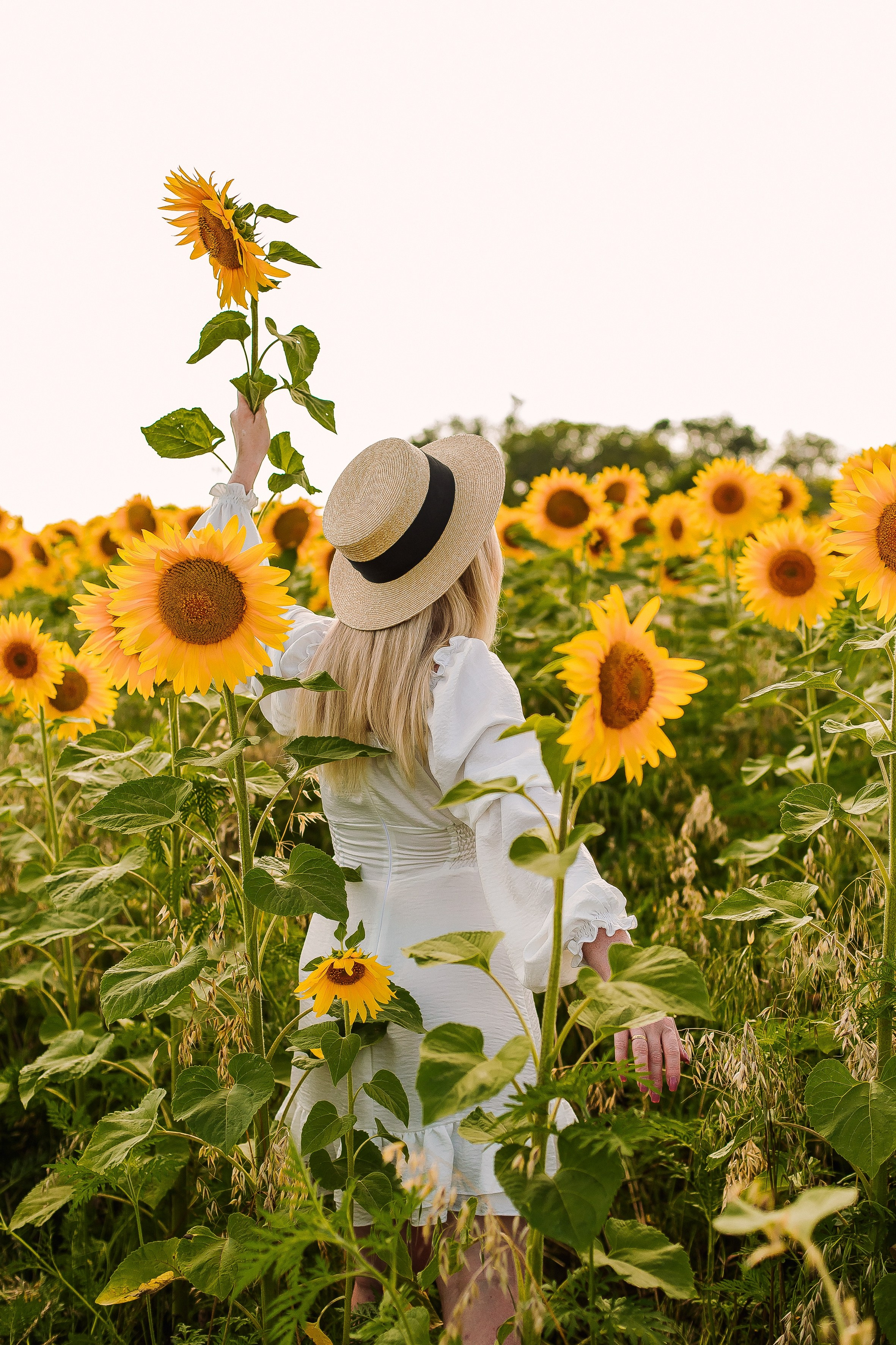 Подсолнухи. Выпускные альбомы Натальи Бутко: Новороссийск, Анапа, Геленджик