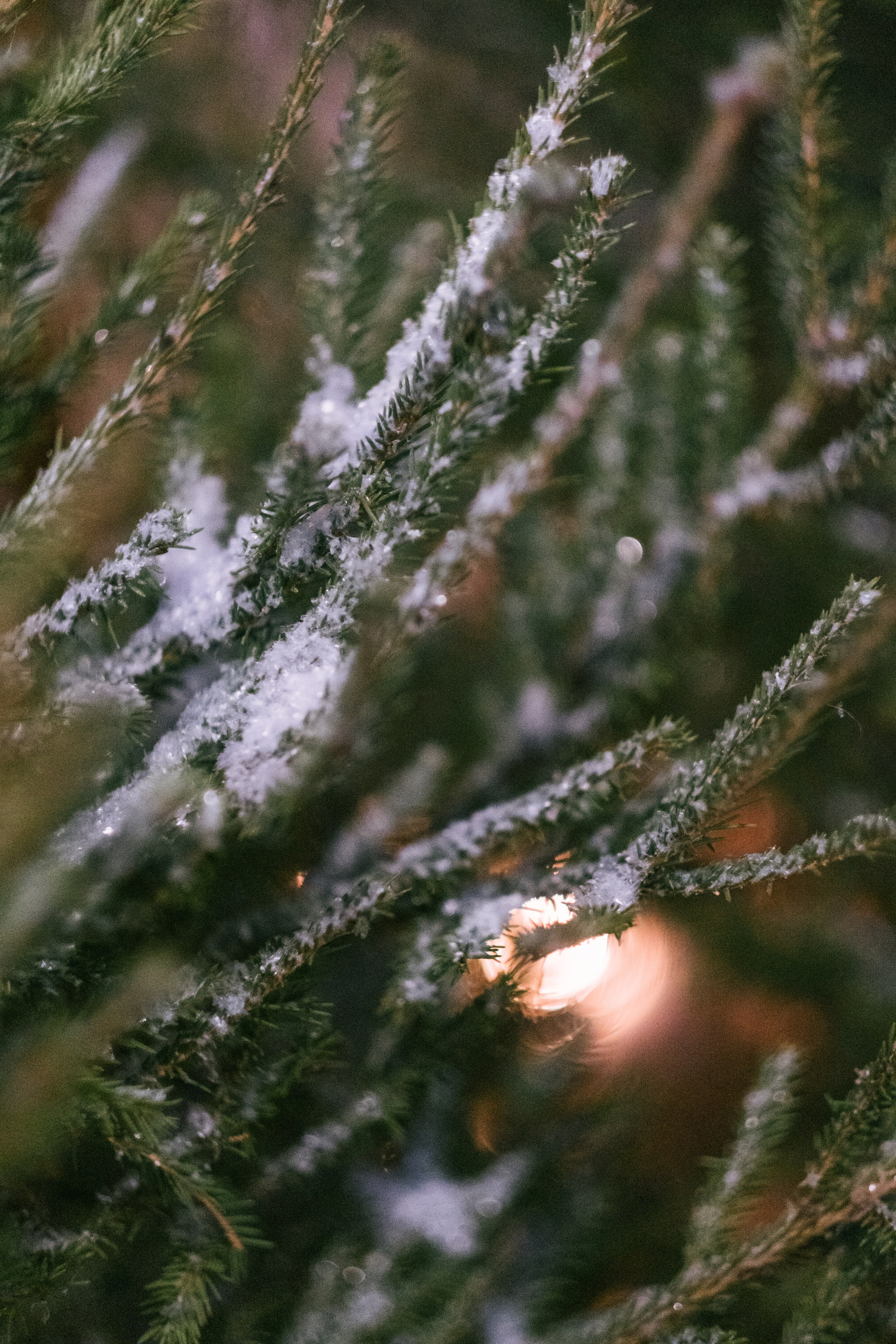 Алёна / Дмитрий. Свадебный Видеограф Фотограф в Сочи