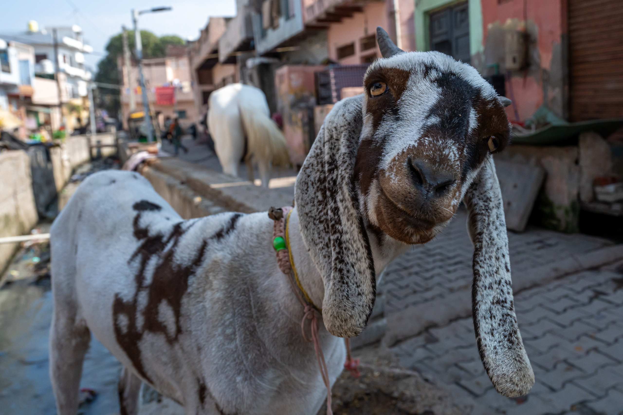 India 2024-2025. Dimitri Bakhtadze photographer