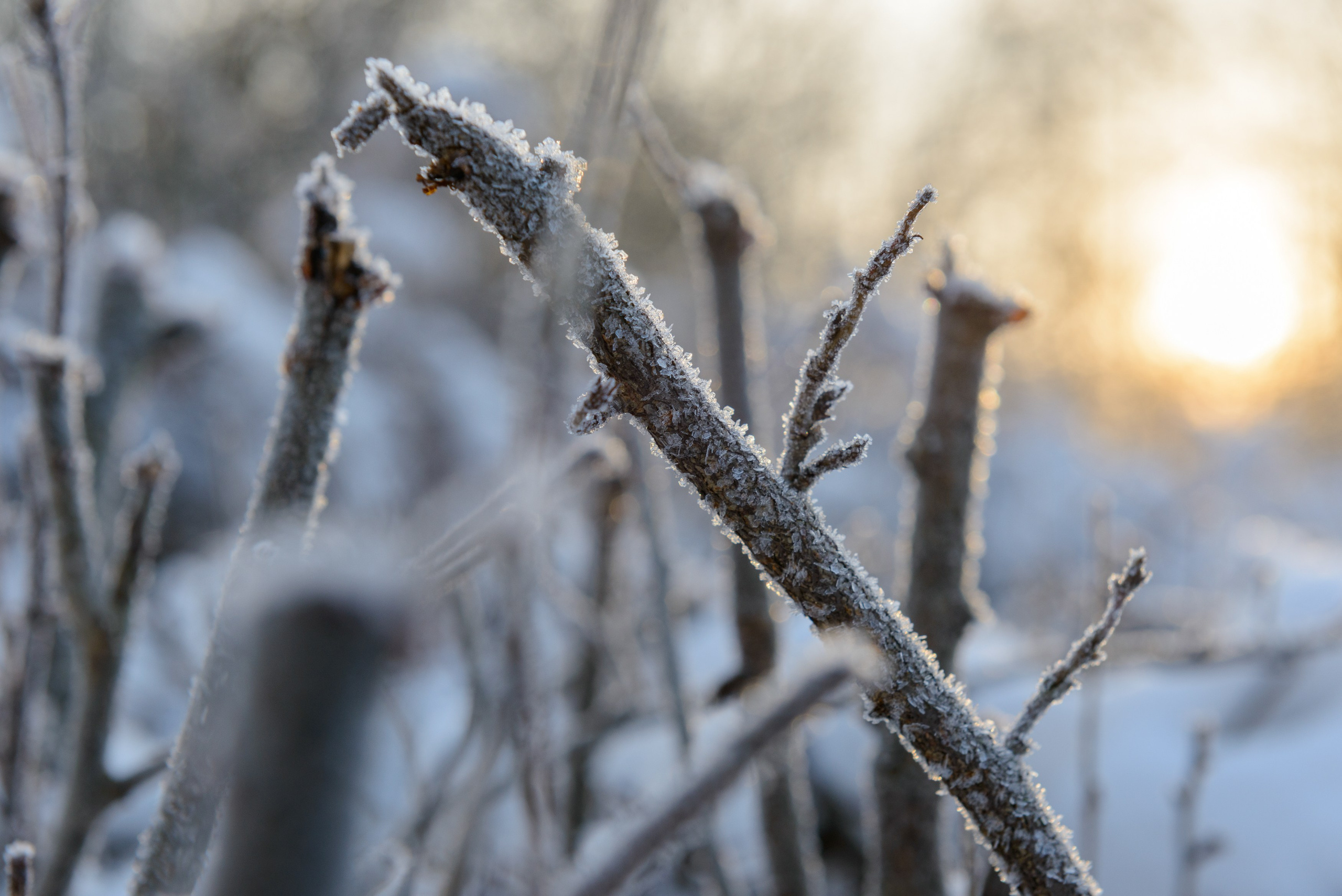 Landscape, nature, plants, details of the world around us. Personal website of photographer Dmitry Raikin
