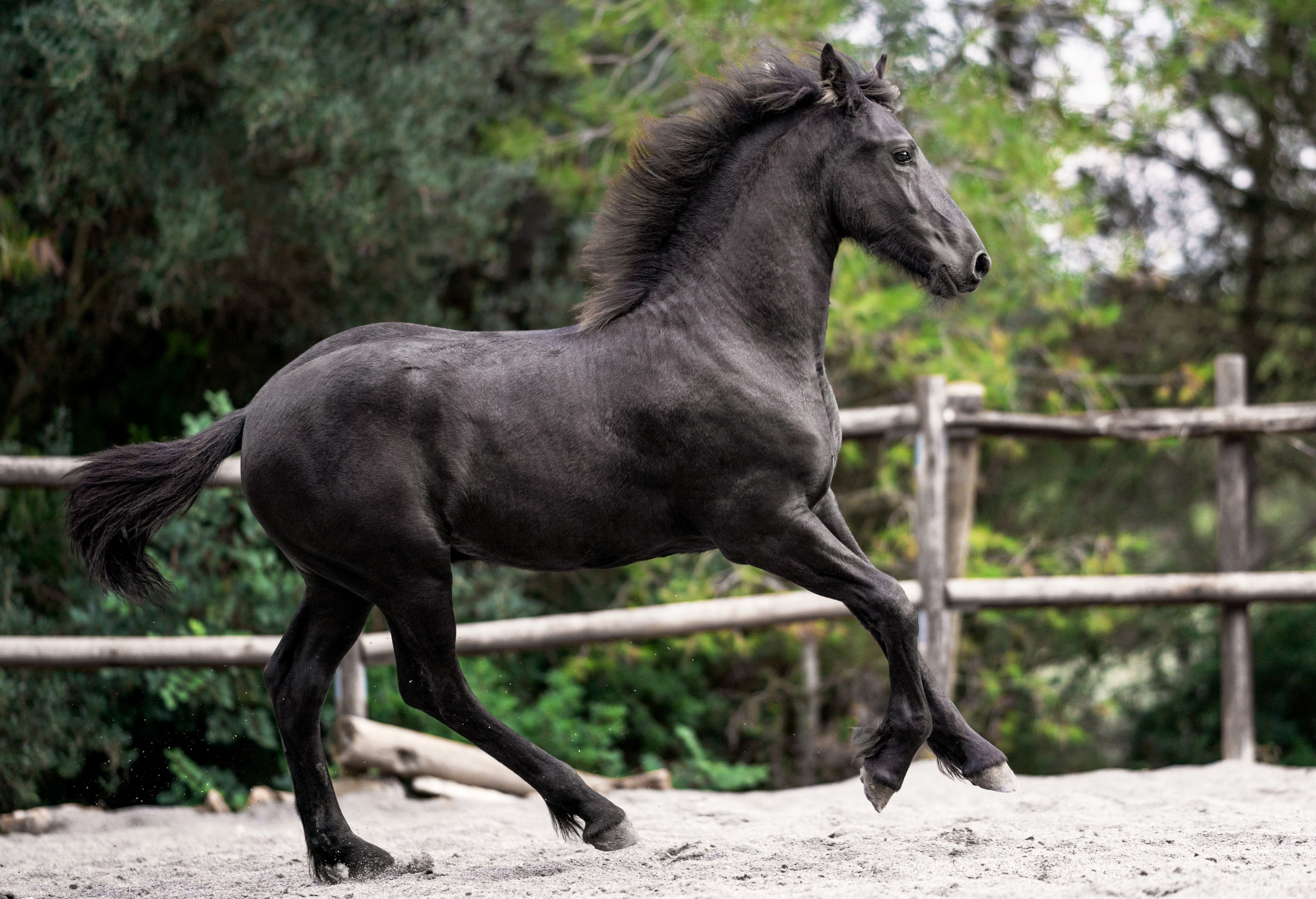 Фризский жеребец Elior Ofortunado 6 месяцев. Продаётся. Friesian Alliance. Фризы Росиии