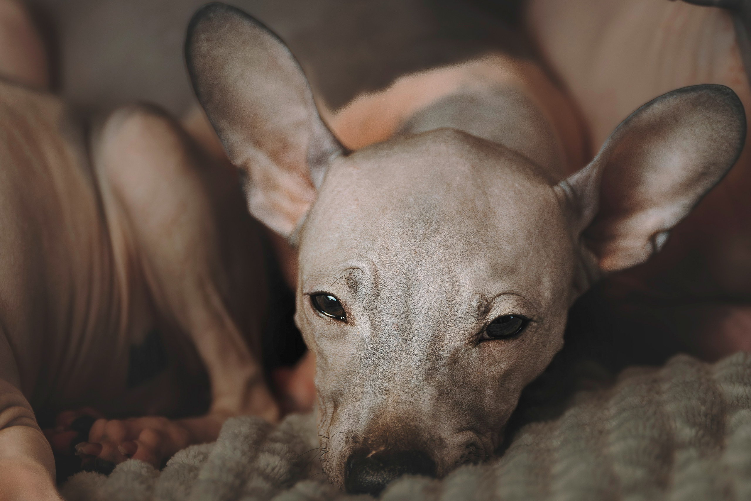 Малыши американского голого терьера. Фотограф анималист в Спб недорого Олеся Майорова