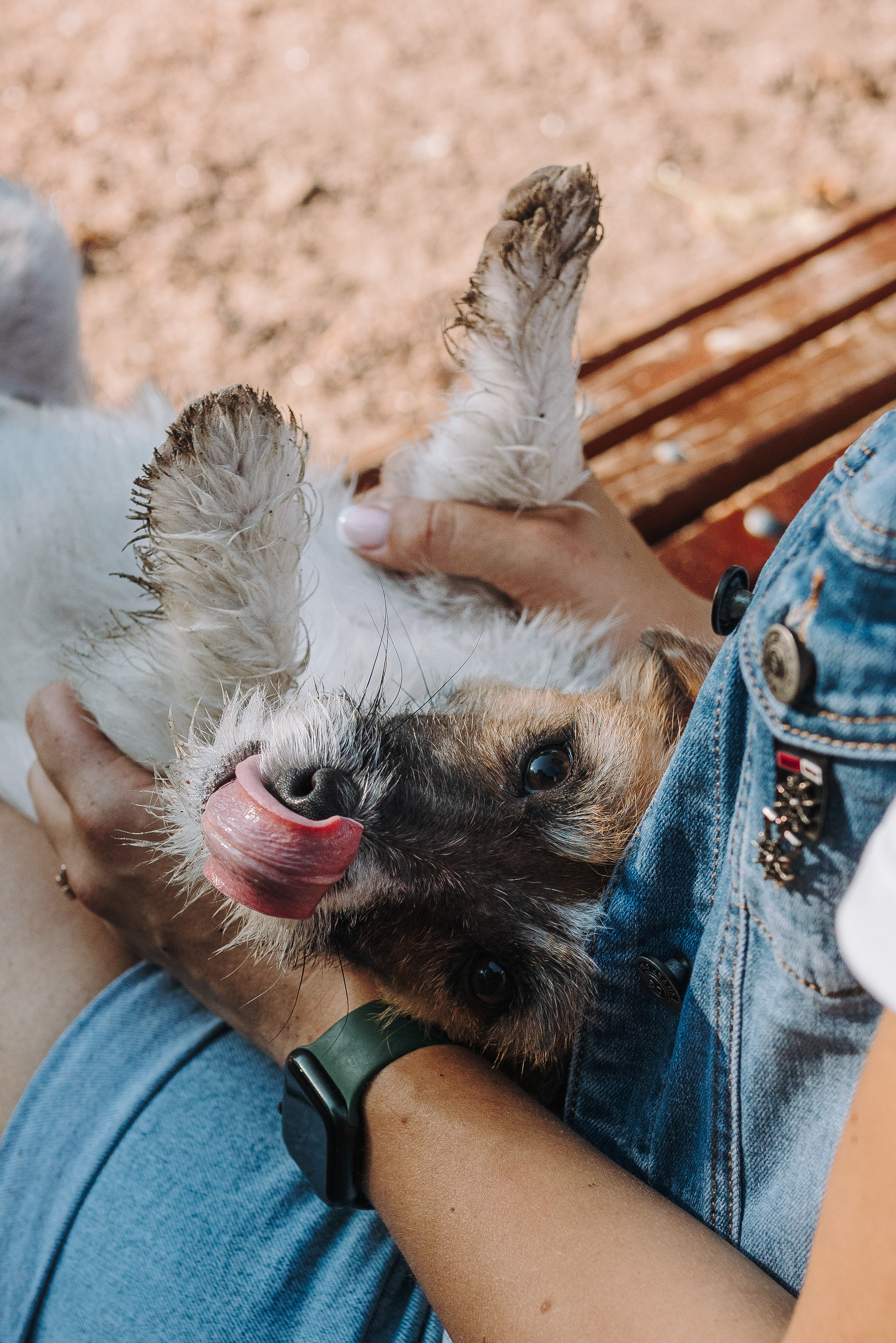 Ларс, Лукас и Ольга. Фотограф анималист в Спб недорого Олеся Майорова