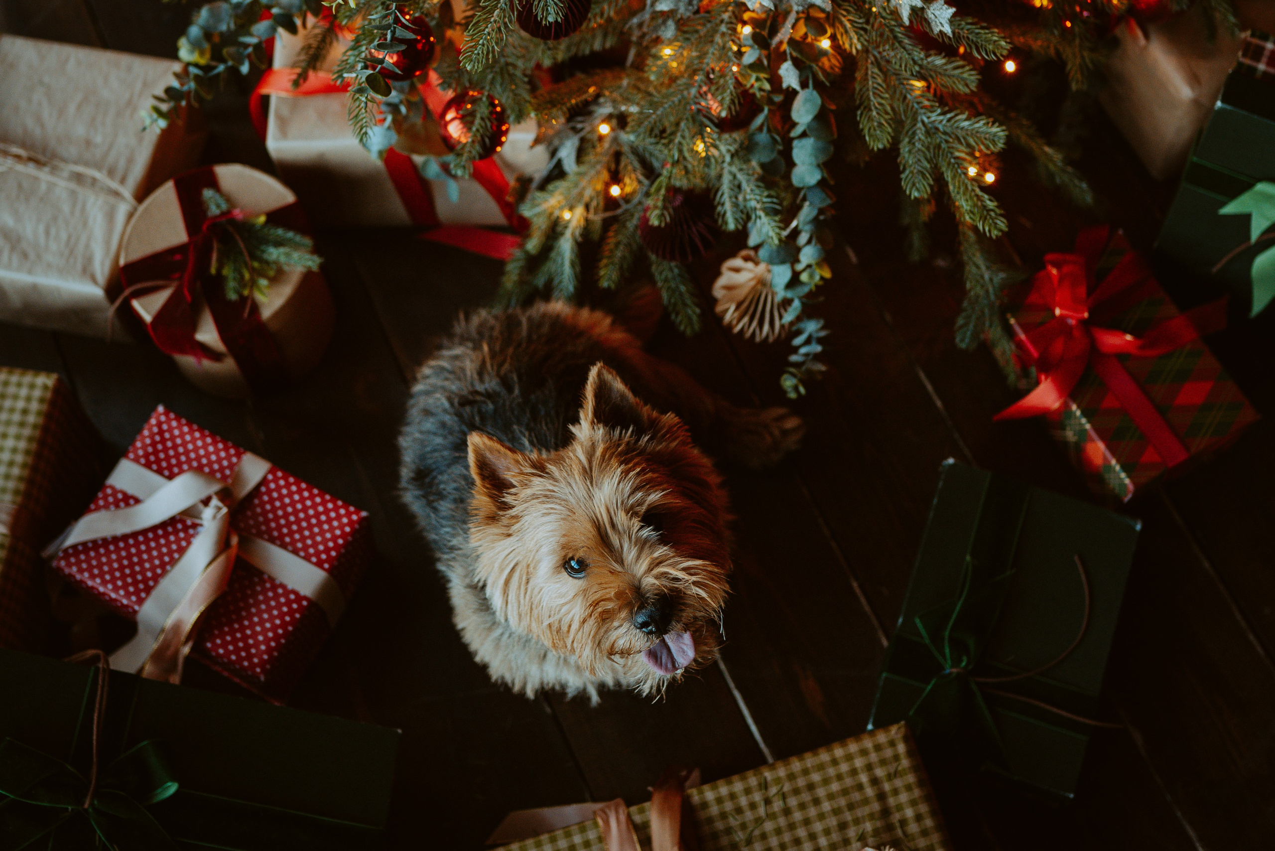 Фотосессия с собакой в студии. Фотограф анималист в Спб недорого Олеся Майорова
