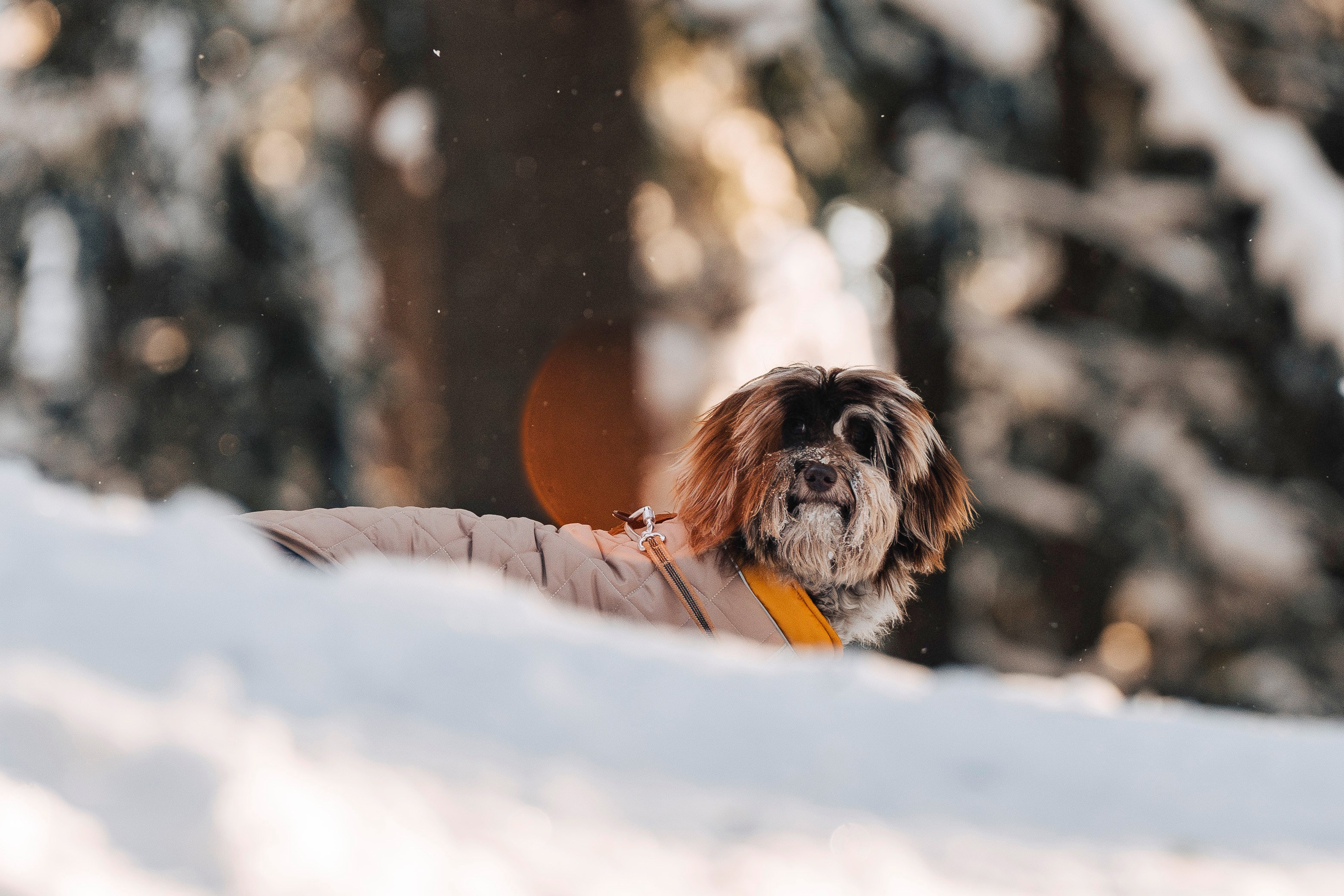 Хэйзел и её семья. Фотограф анималист в Спб недорого Олеся Майорова