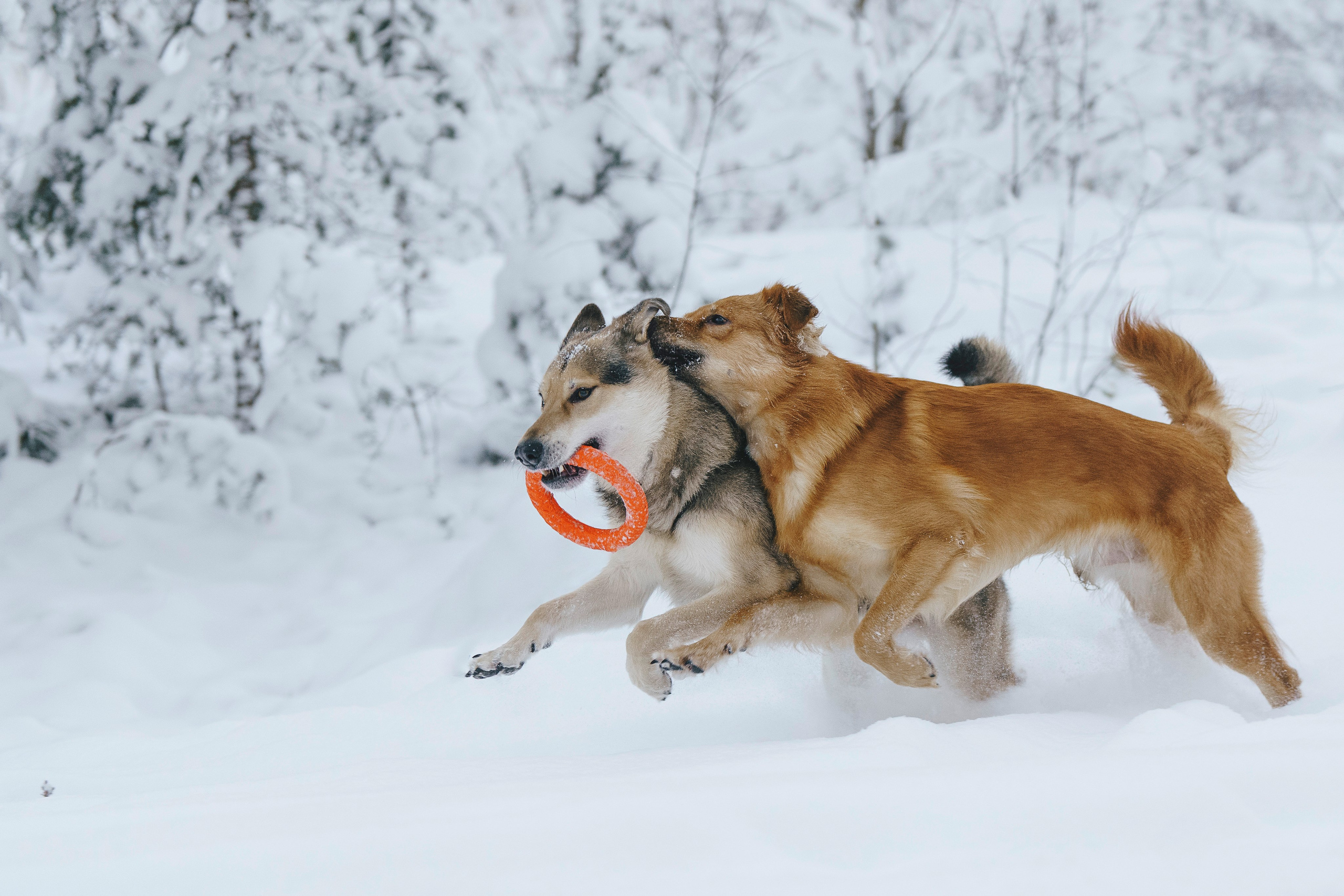 Рэй, Кузя, Ольга и Александр. Фотограф анималист в Спб недорого Олеся Майорова
