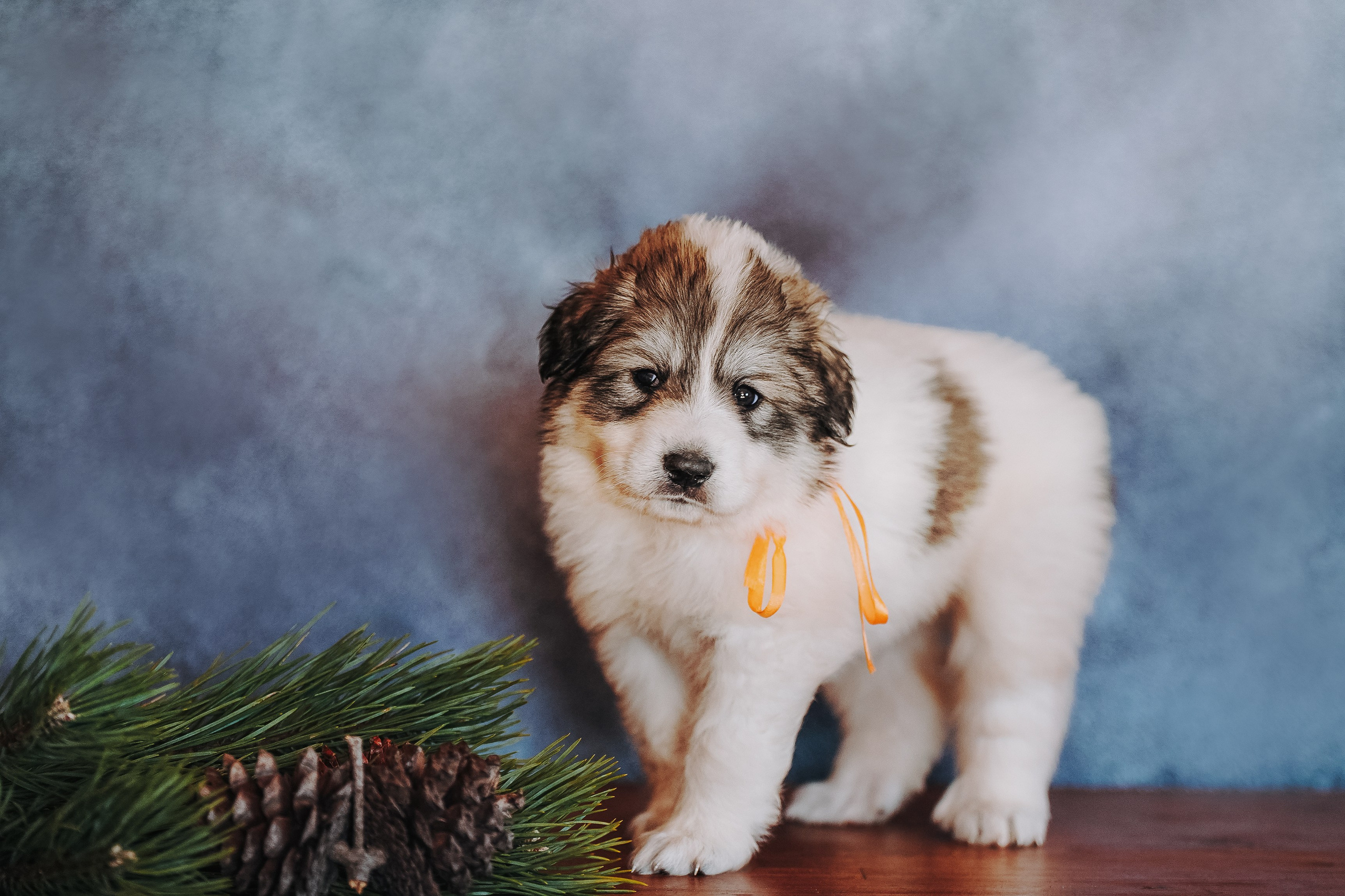 Пиренейские горные. Фотограф анималист в Спб недорого Олеся Майорова