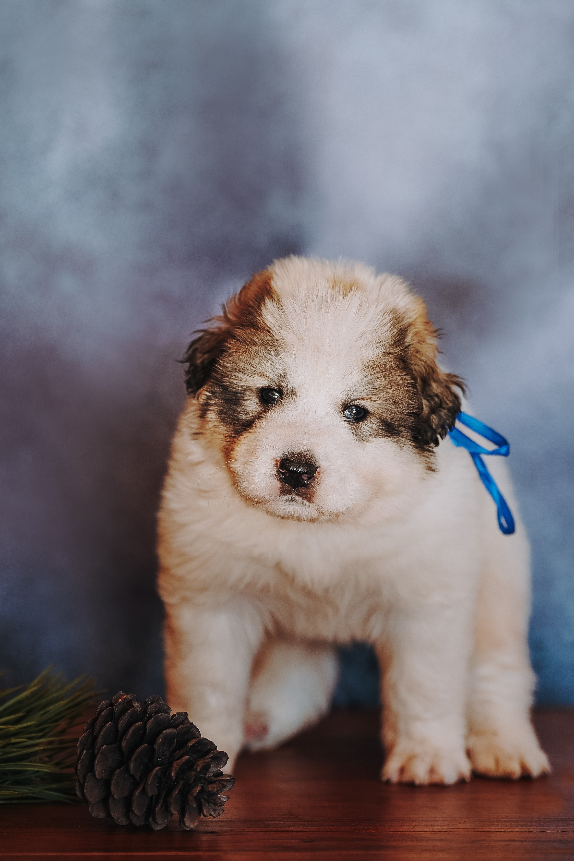 Пиренейские горные. Фотограф анималист в Спб недорого Олеся Майорова