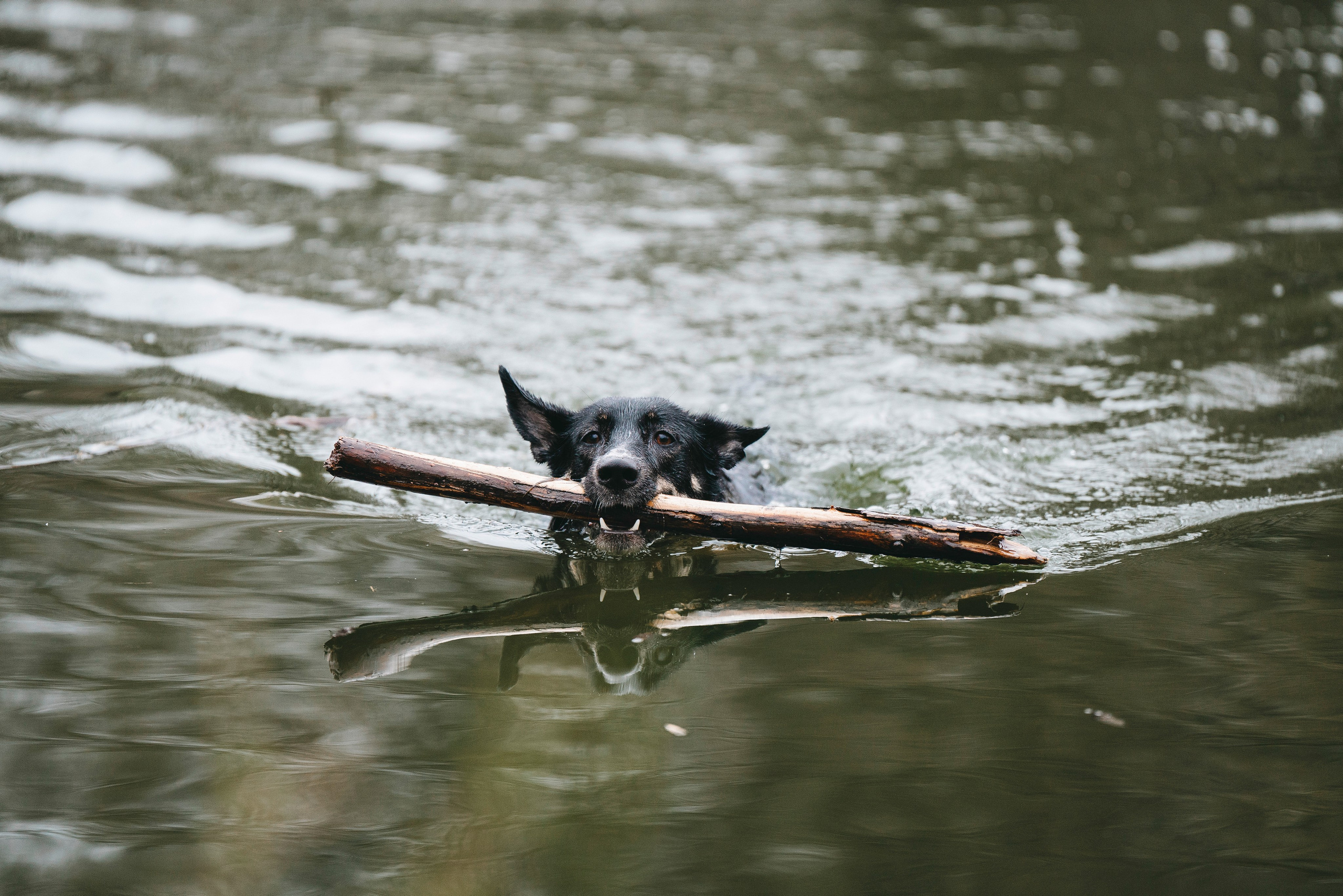 Эля и Шиза. Фотограф анималист в Спб недорого Олеся Майорова
