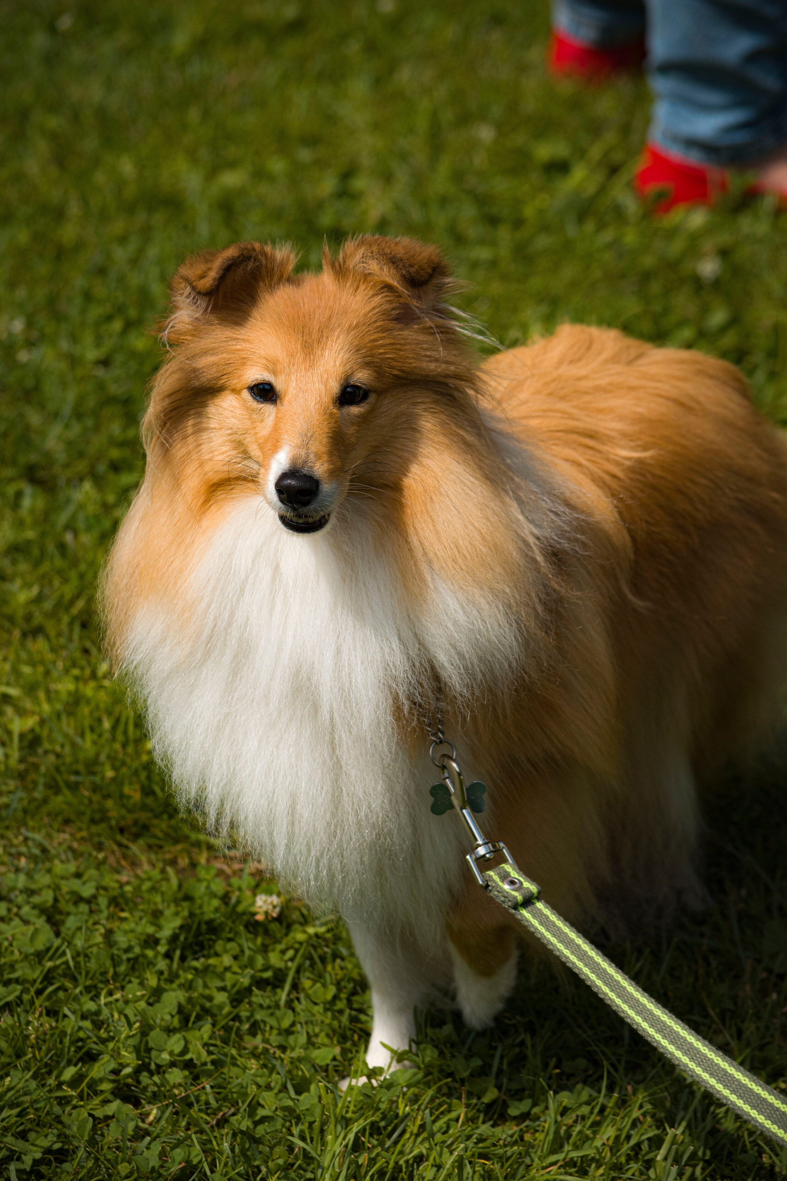 Animals. Фотограф Евгения Саботаж в г. Москва