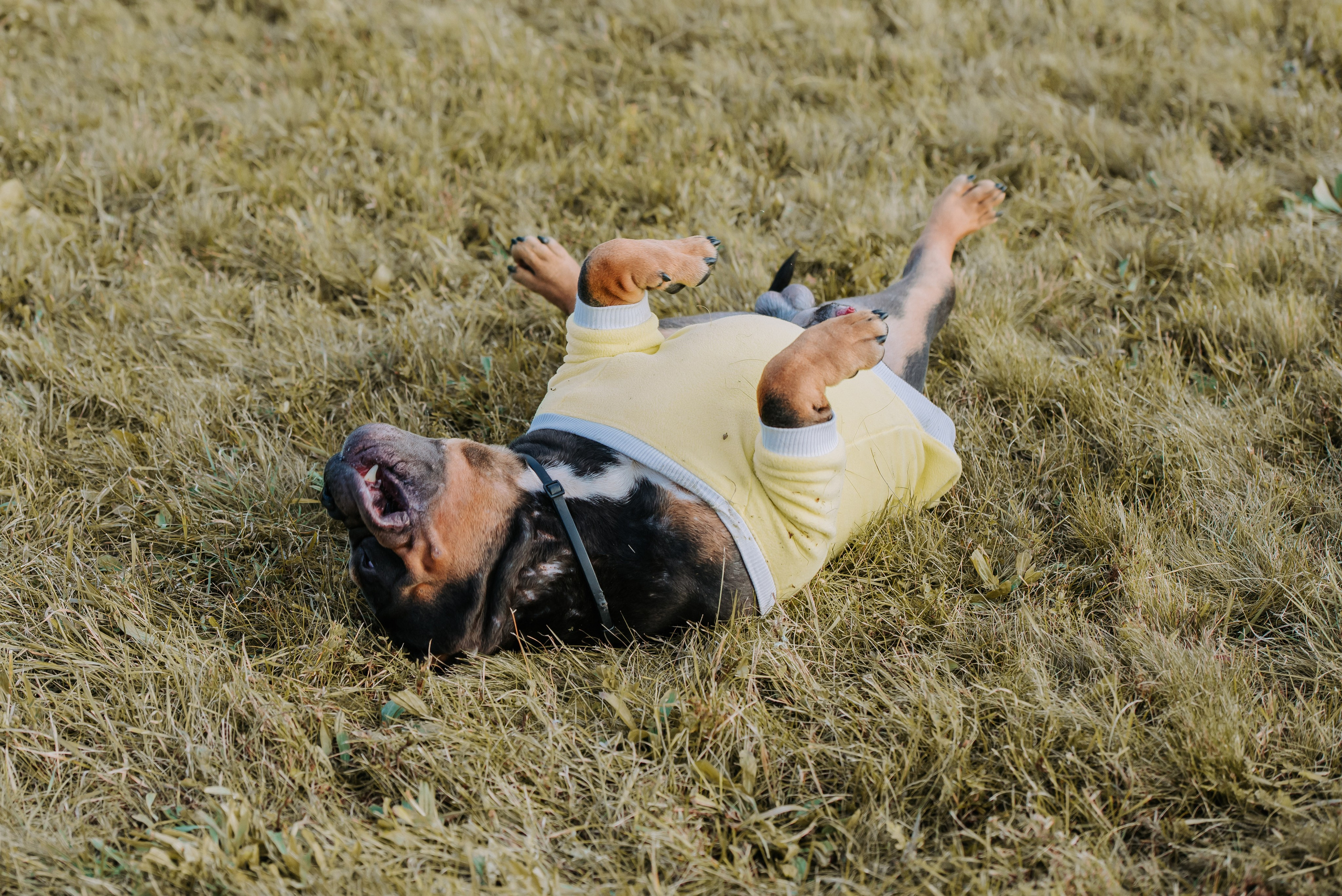 Фотопрогулка с питомцами. Фотограф Диана Оленина Красноярск / Братск