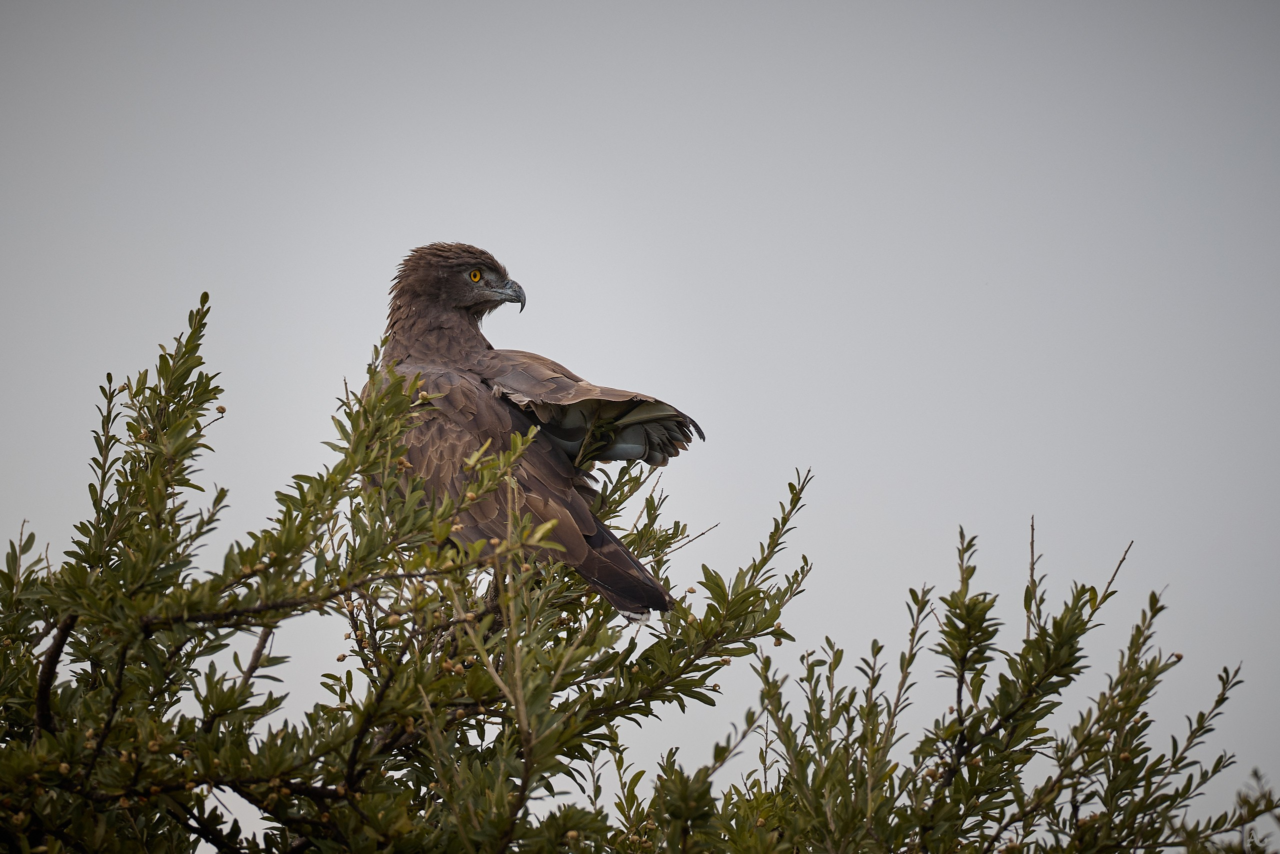 Бурый змееяд, он же Brown Snake Eagle