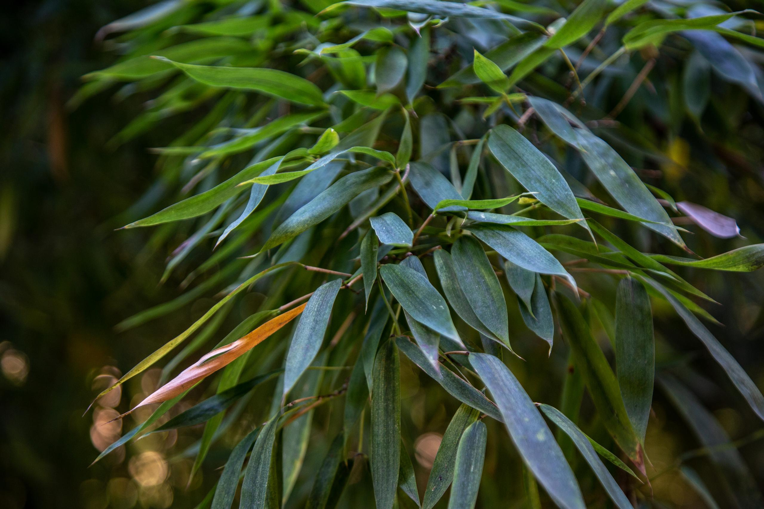 Аԥсны. Photographer Sonkina Tatiana (Tanya Ash)