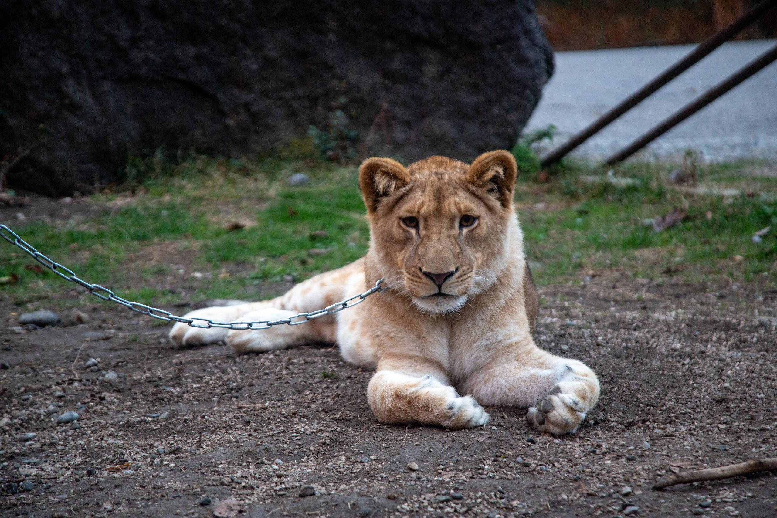 Аԥсны. Photographer Sonkina Tatiana (Tanya Ash)