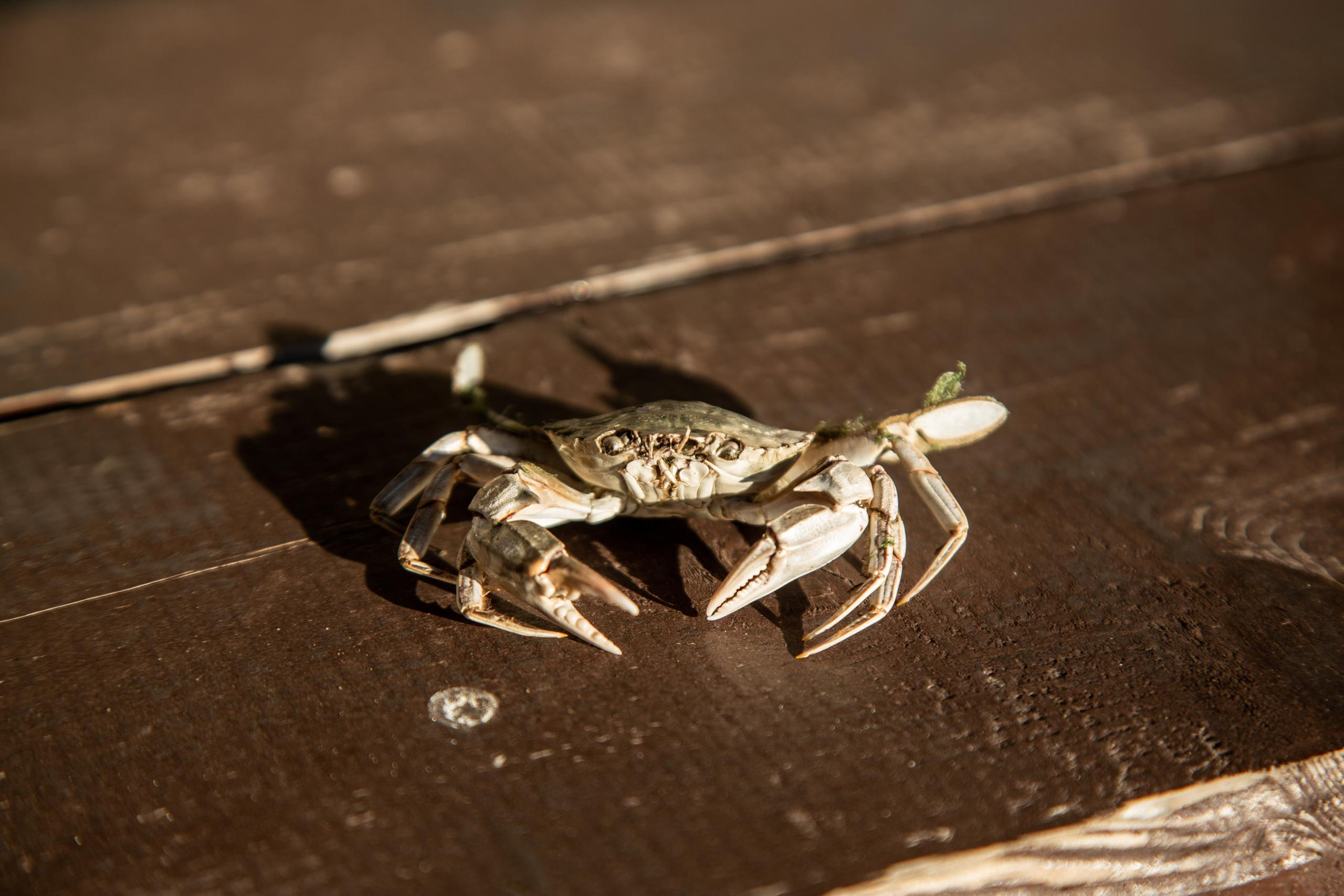 Адлер. Фотограф Сонкина Татьяна