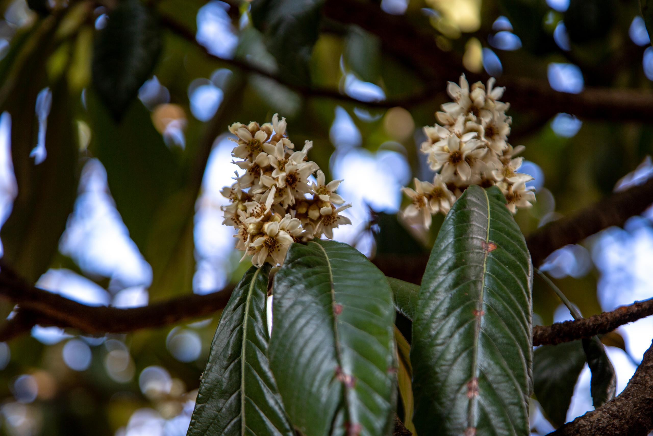 Аԥсны. Photographer Sonkina Tatiana (Tanya Ash)