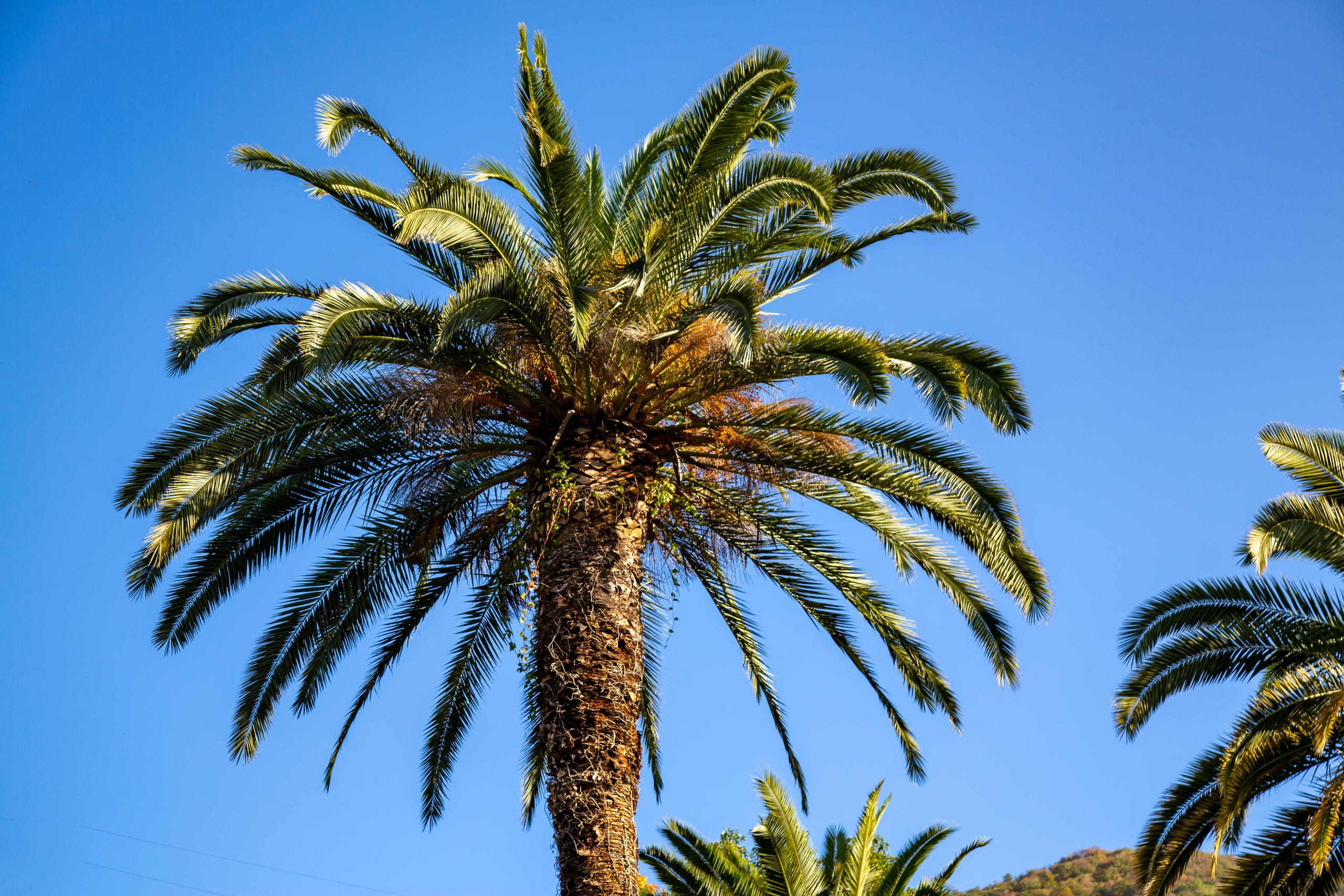 Аԥсны. Photographer Sonkina Tatiana (Tanya Ash)